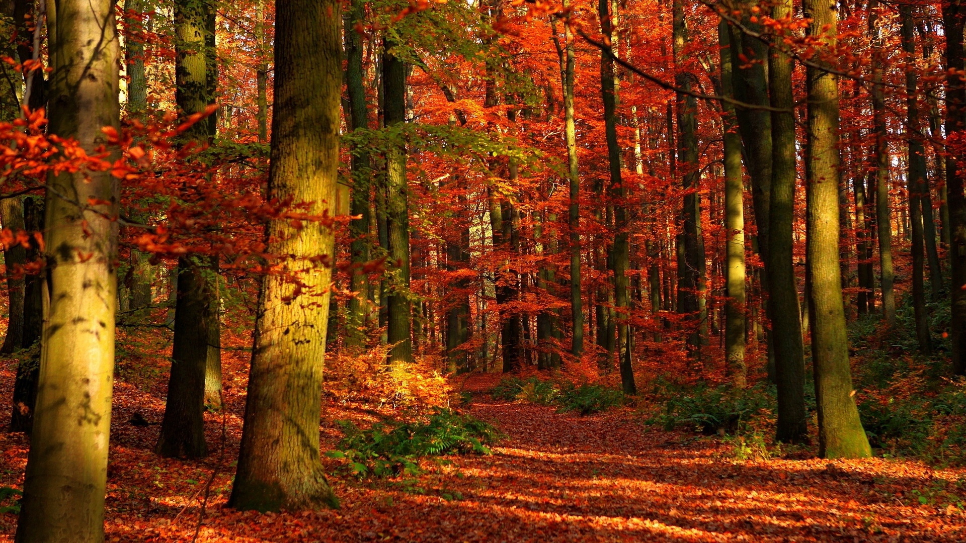Download wallpaper 1920x1080 autumn, wood, leaves, trees