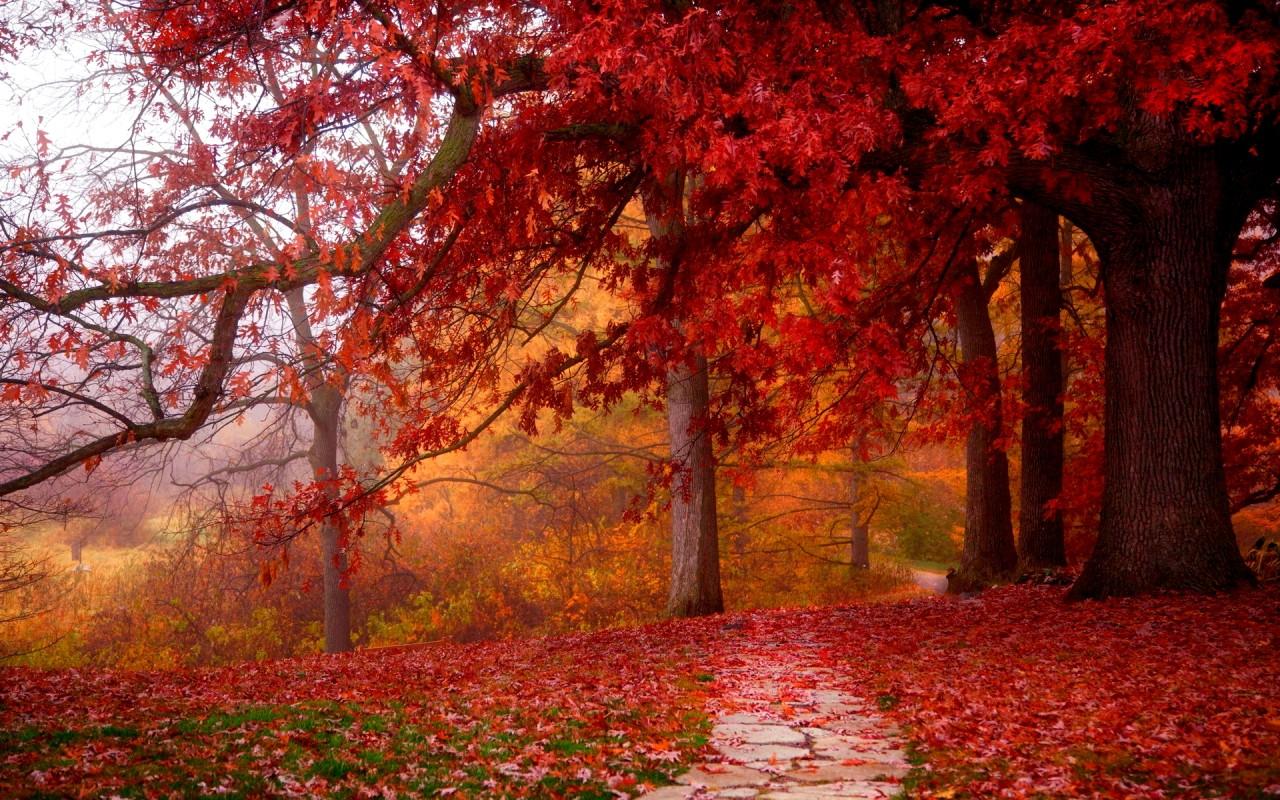 Autumn Wood Wallpapers - Wallpaper Cave