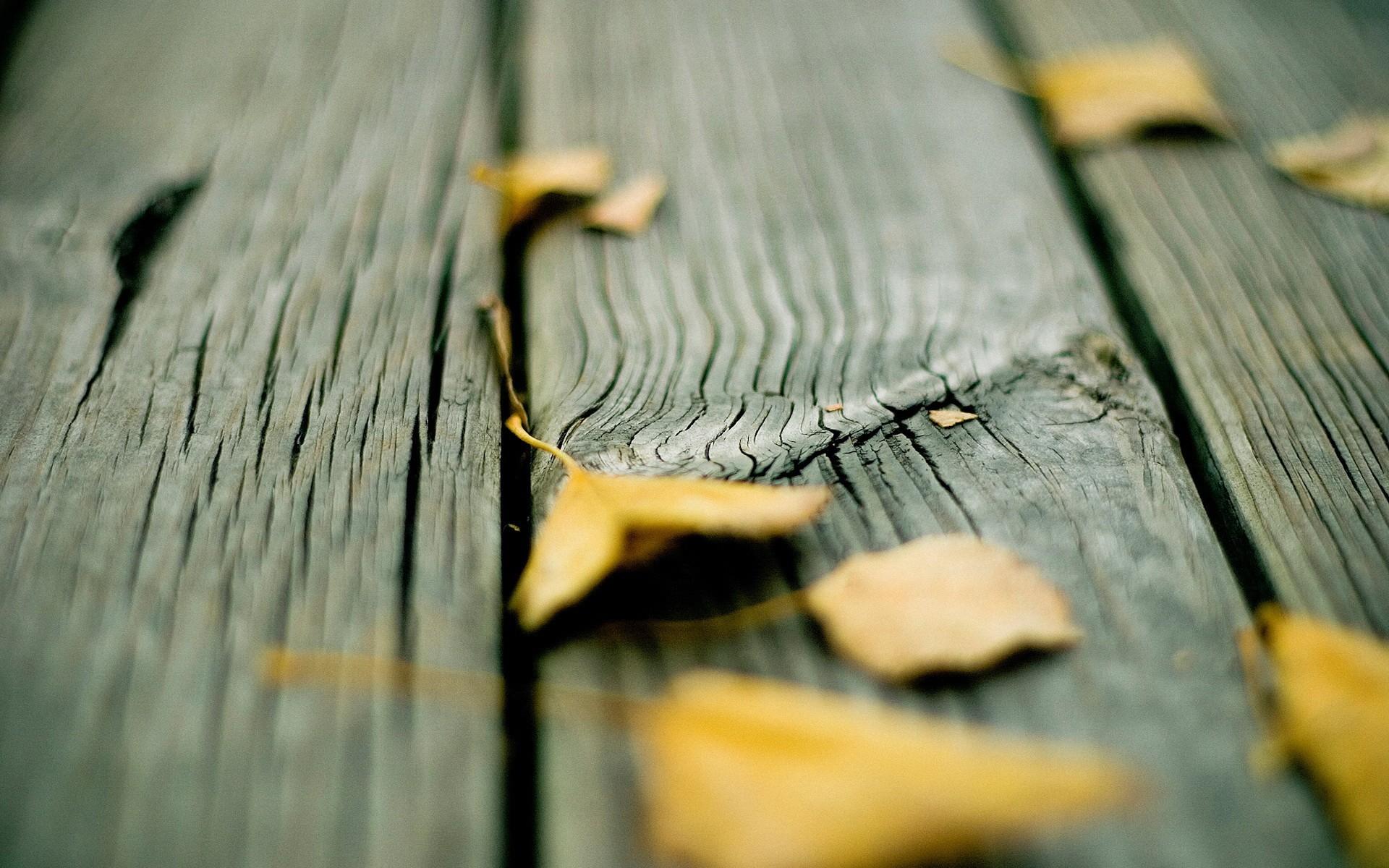leaf, autumn, wood wallpaper