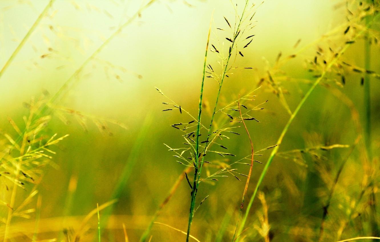 Wallpaper macro, green, background, widescreen, Wallpaper