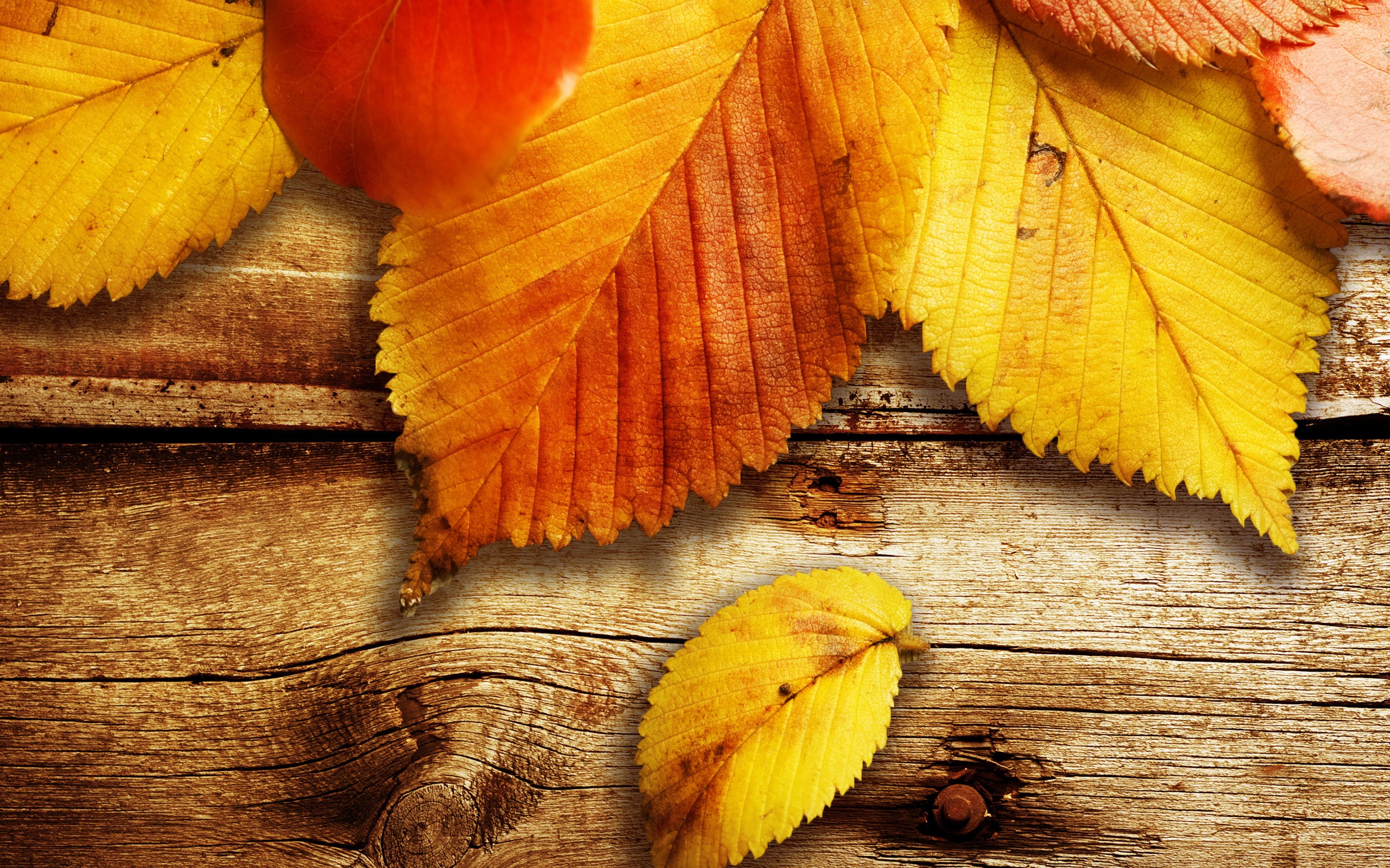 Nature Autumn Season Wood Leaves Wallpaper [2560x1600]