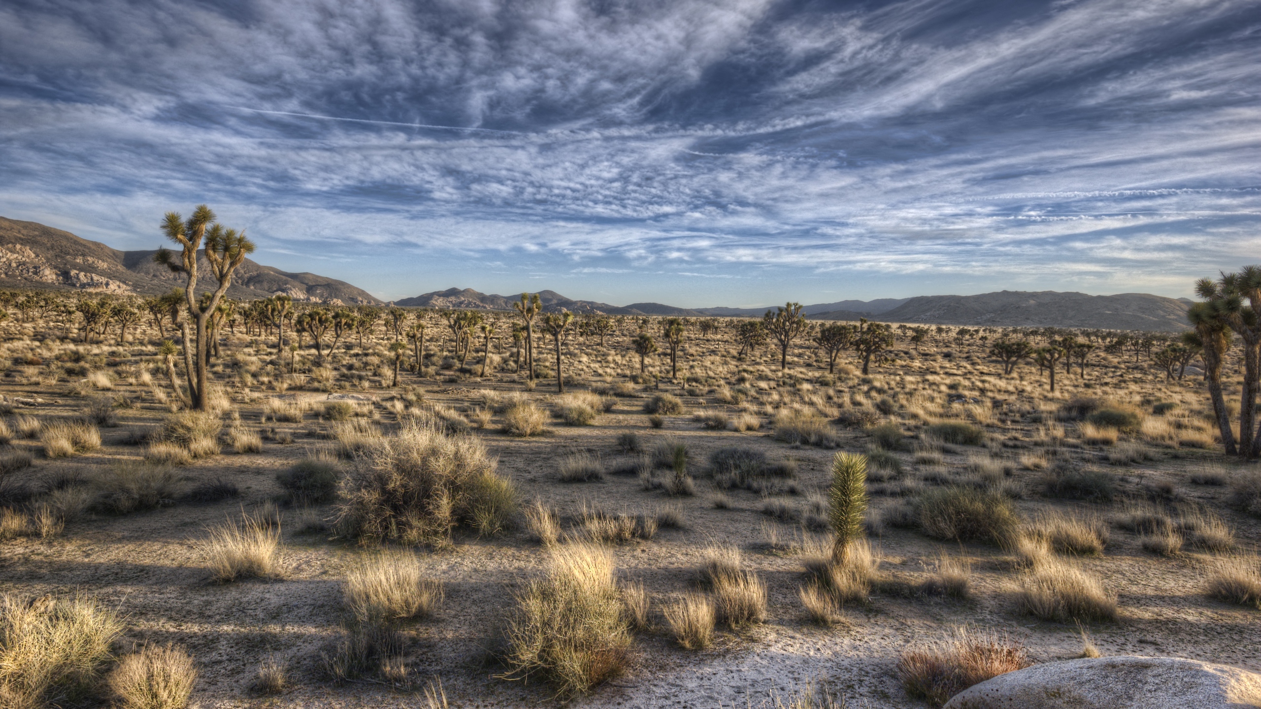 Desert Vegetation Wallpaper