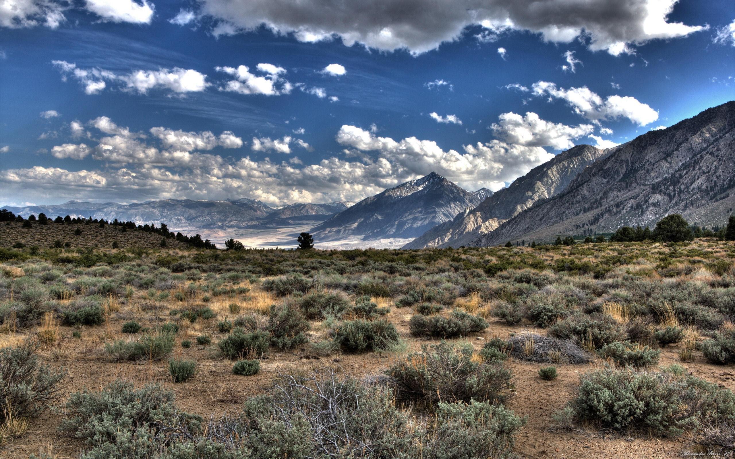 Desert Vegetation