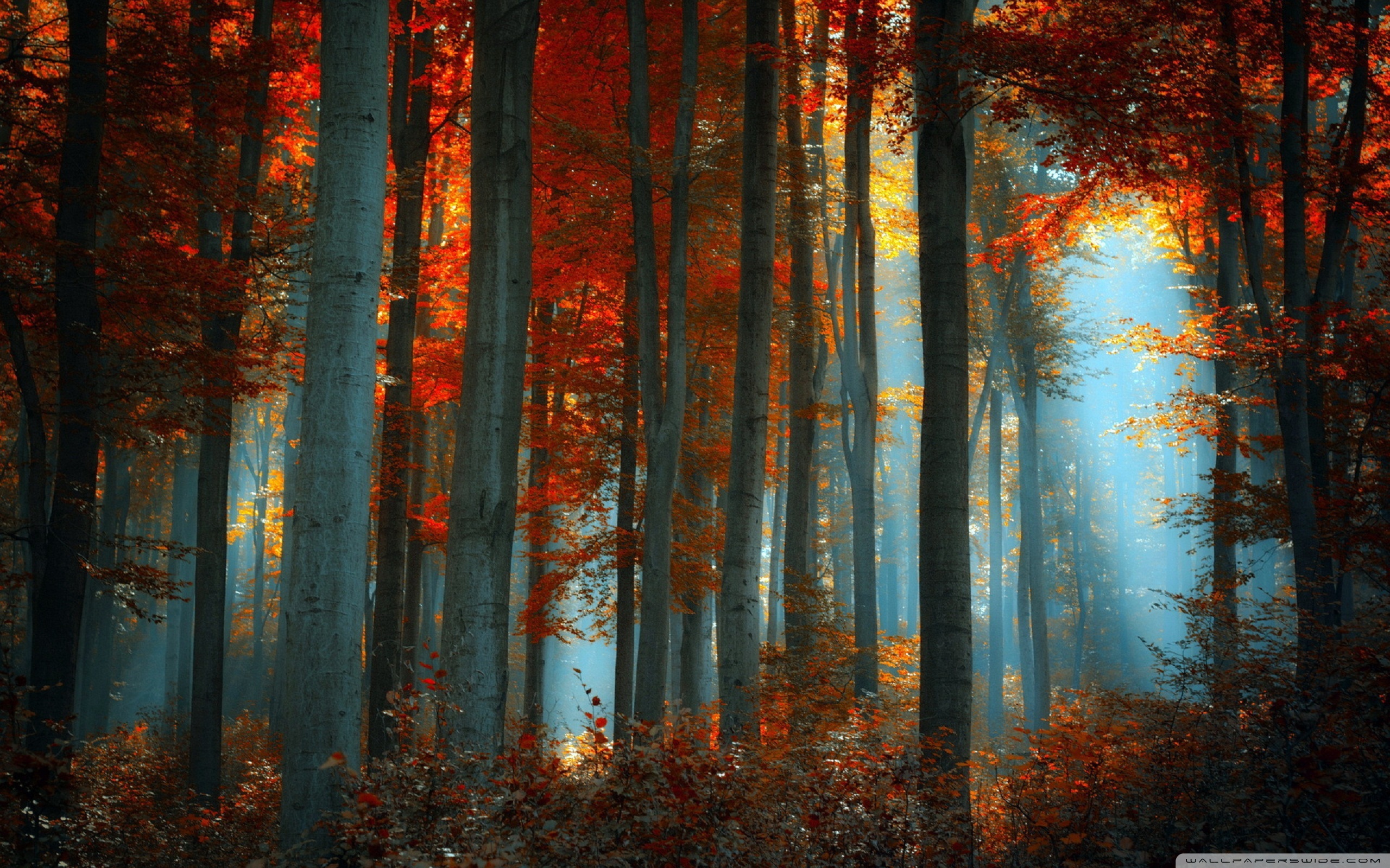 Beams in the autumn wood Desktop wallpaper 2560x1600