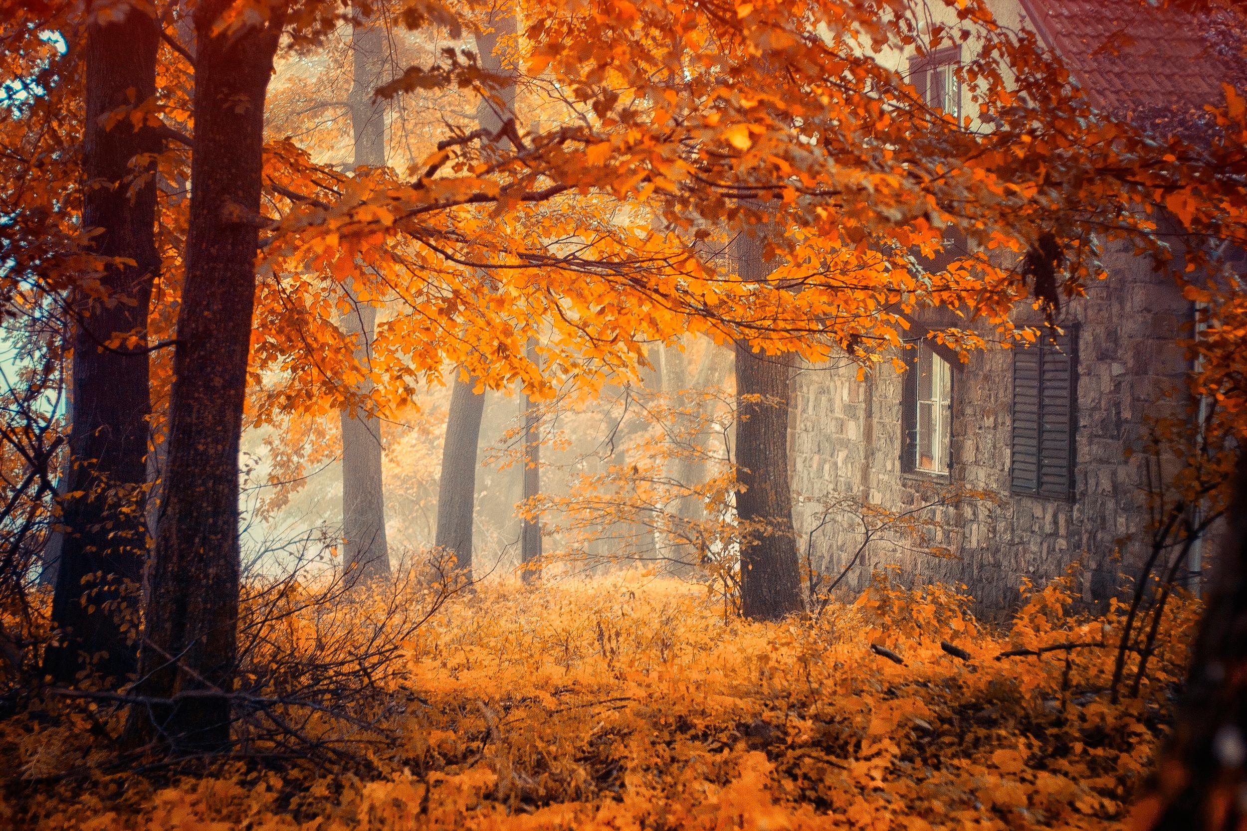 mac wallpaper, display, cute, trees, forest autumn, woods, fall