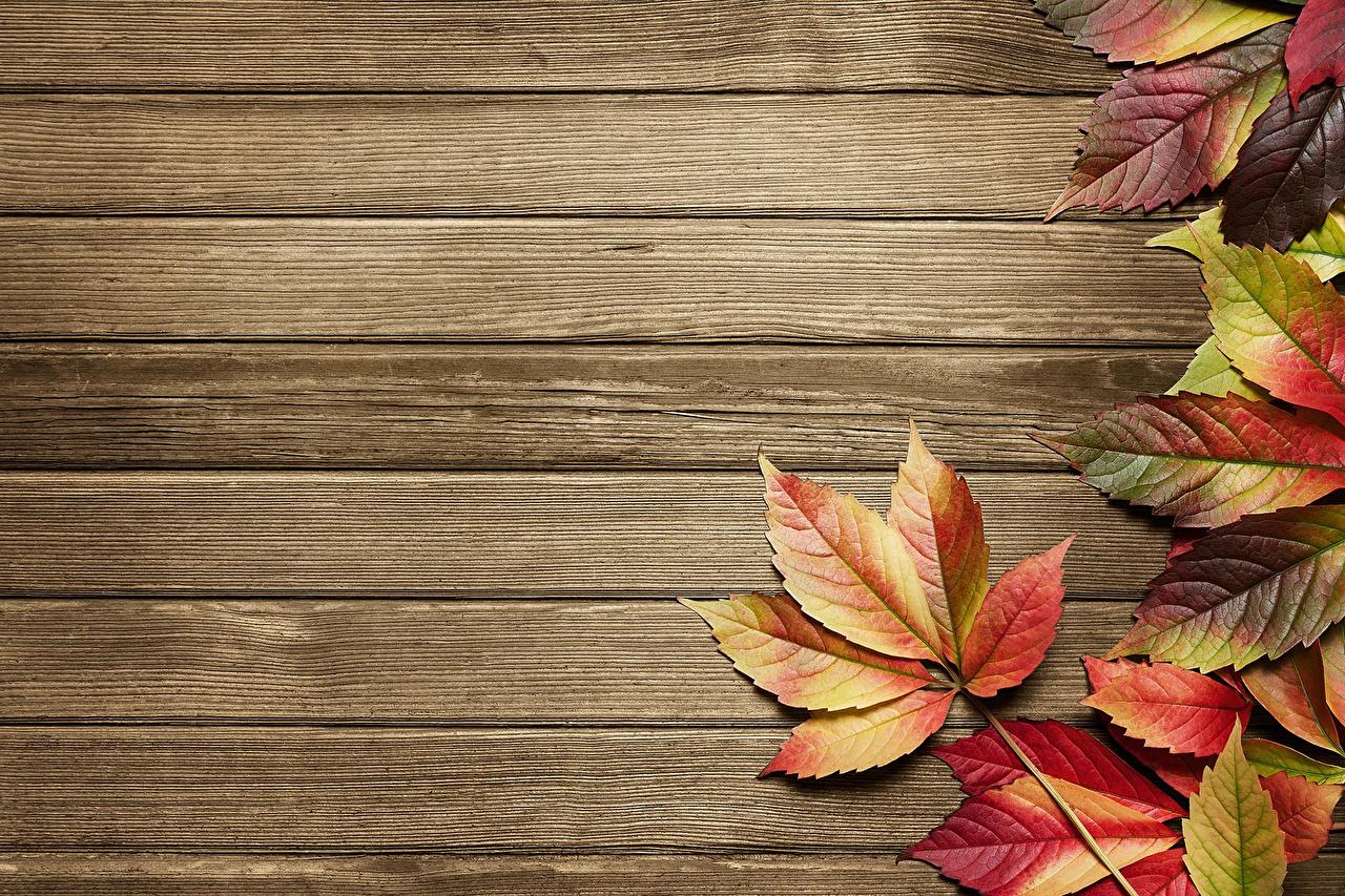 Desktop Wallpaper Foliage Autumn greeting card Boards