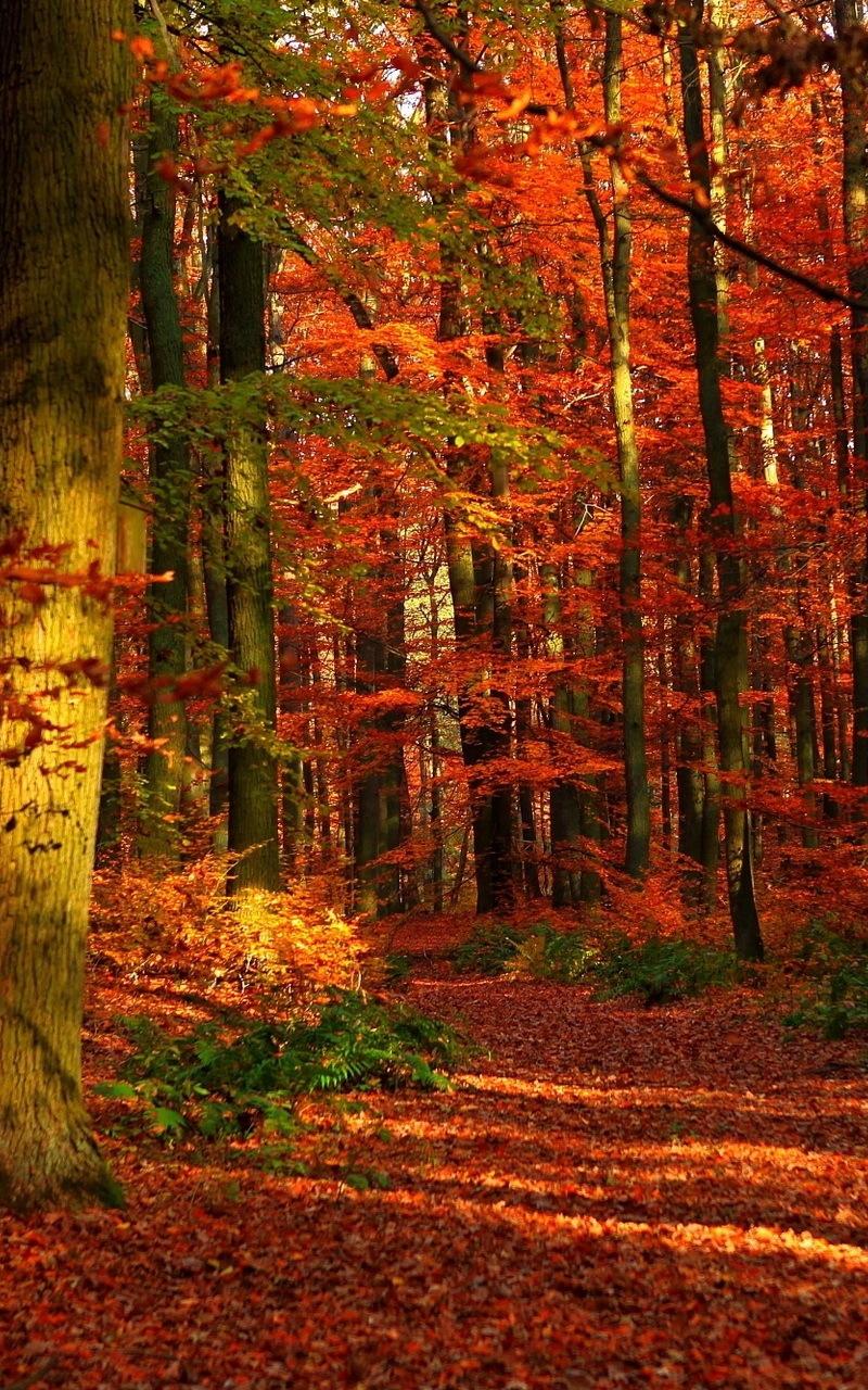Download wallpaper 800x1280 autumn, wood, leaves, trees, red