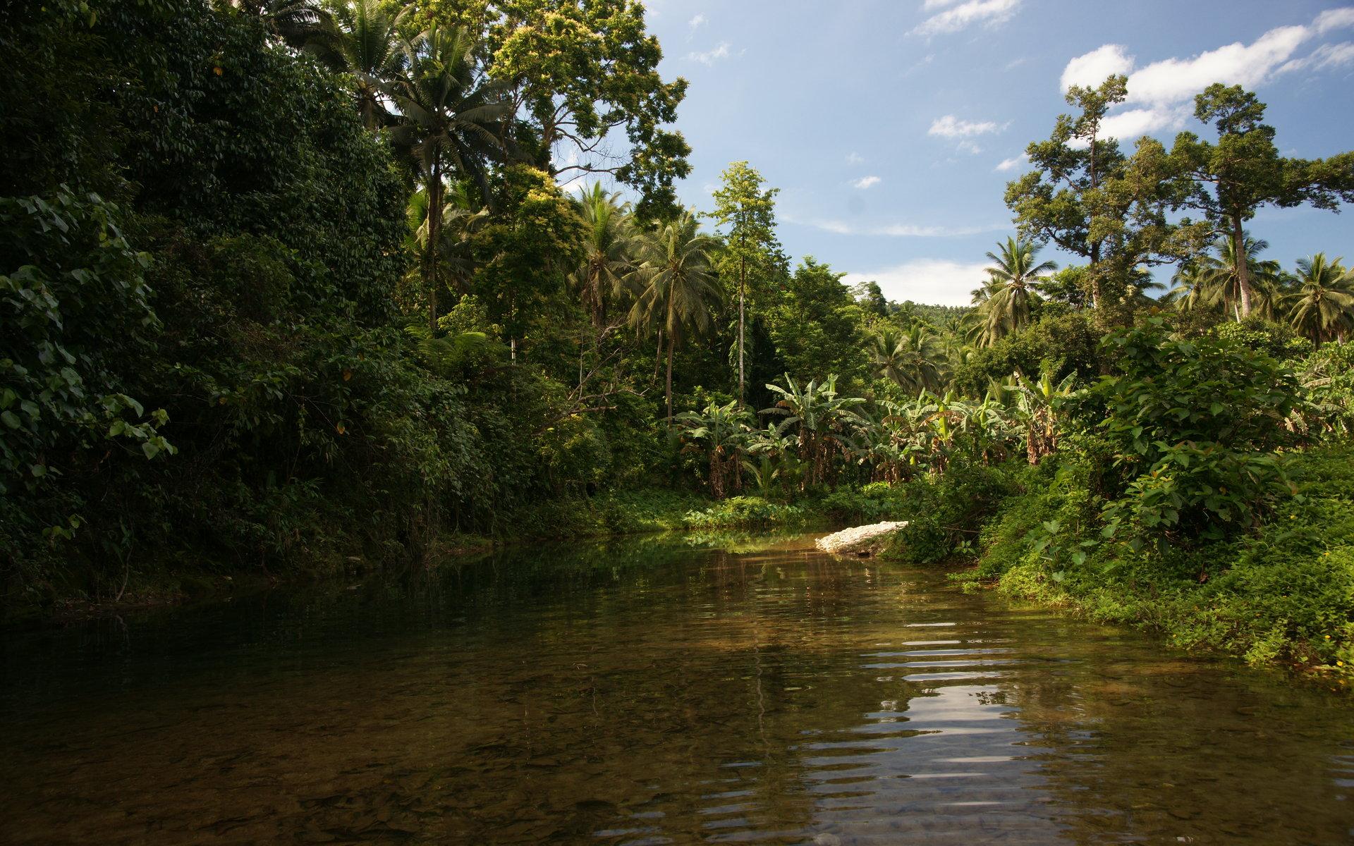 Jungle vegetation wallpaper