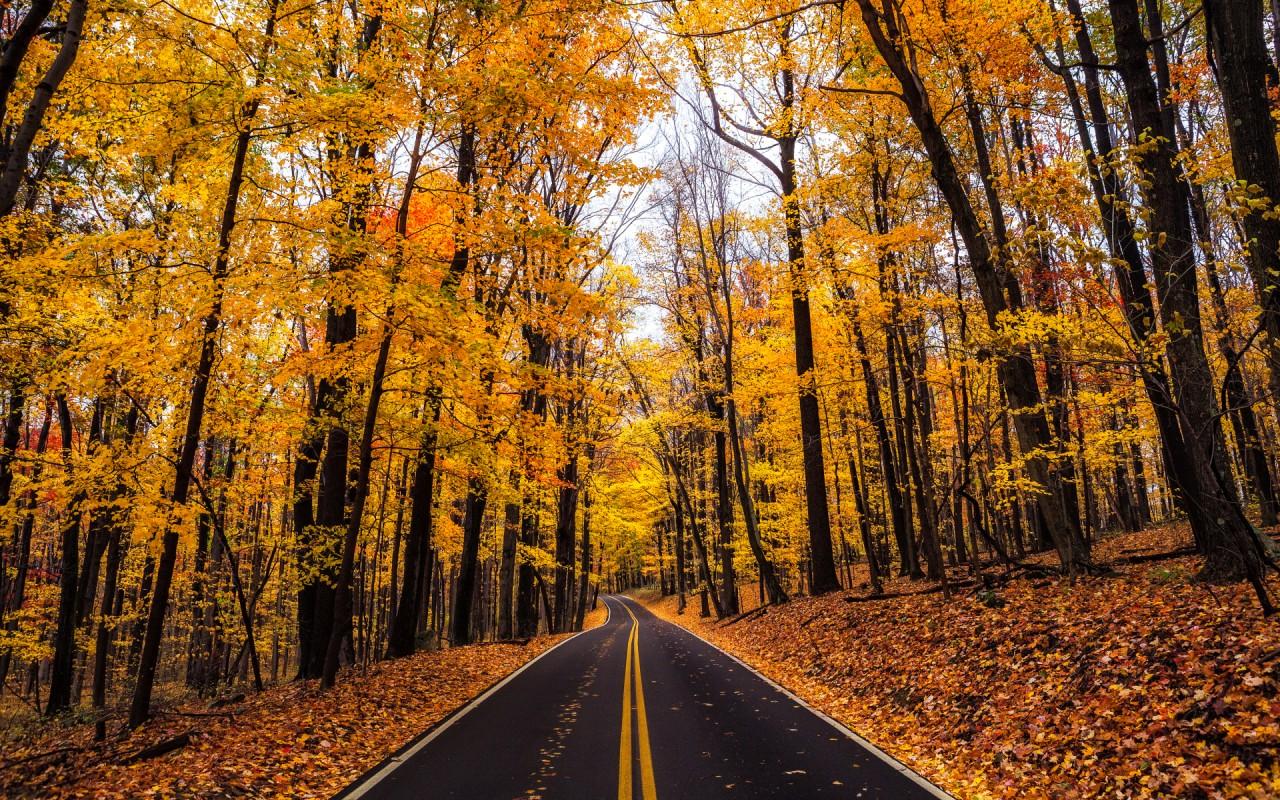 Yellow Autumn Wood Road Leaves wallpaper. Yellow Autumn