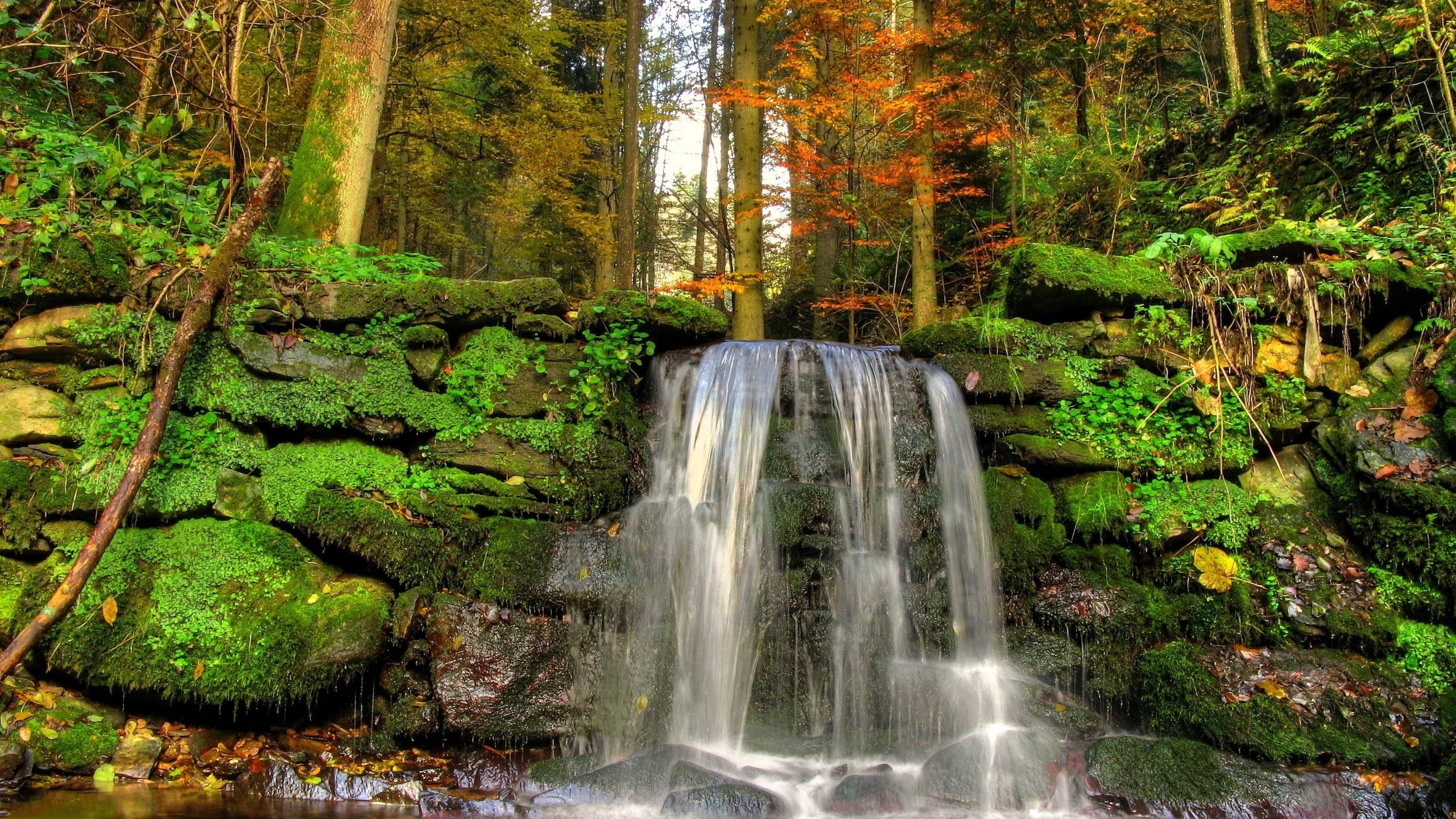 Vegetation Wallpapers Wallpaper Cave