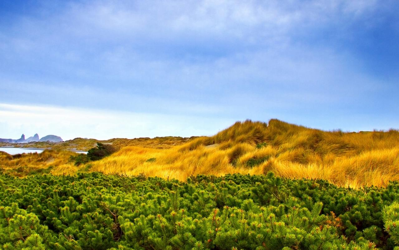 Alpine Vegetation wallpaper. Alpine Vegetation