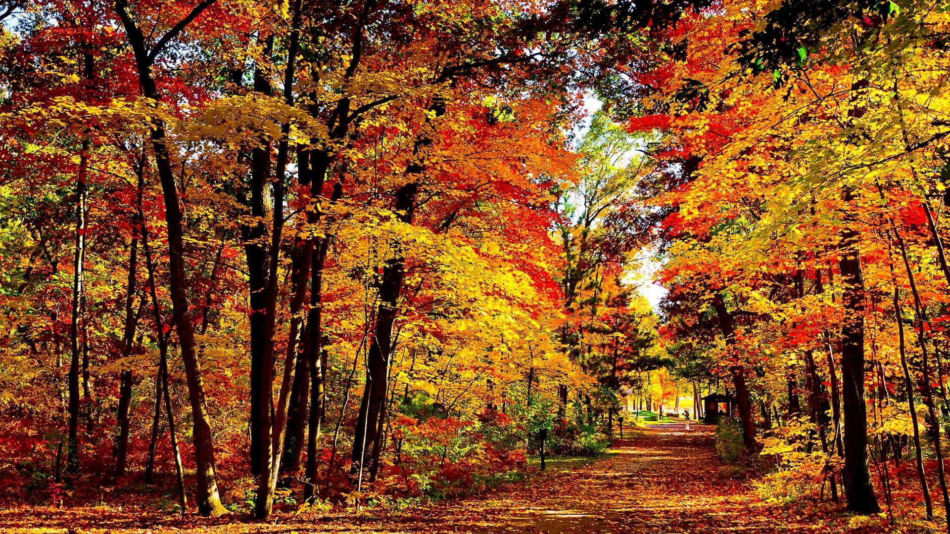 Wood Autumn Trees and Fallen Leaves Wallpaper