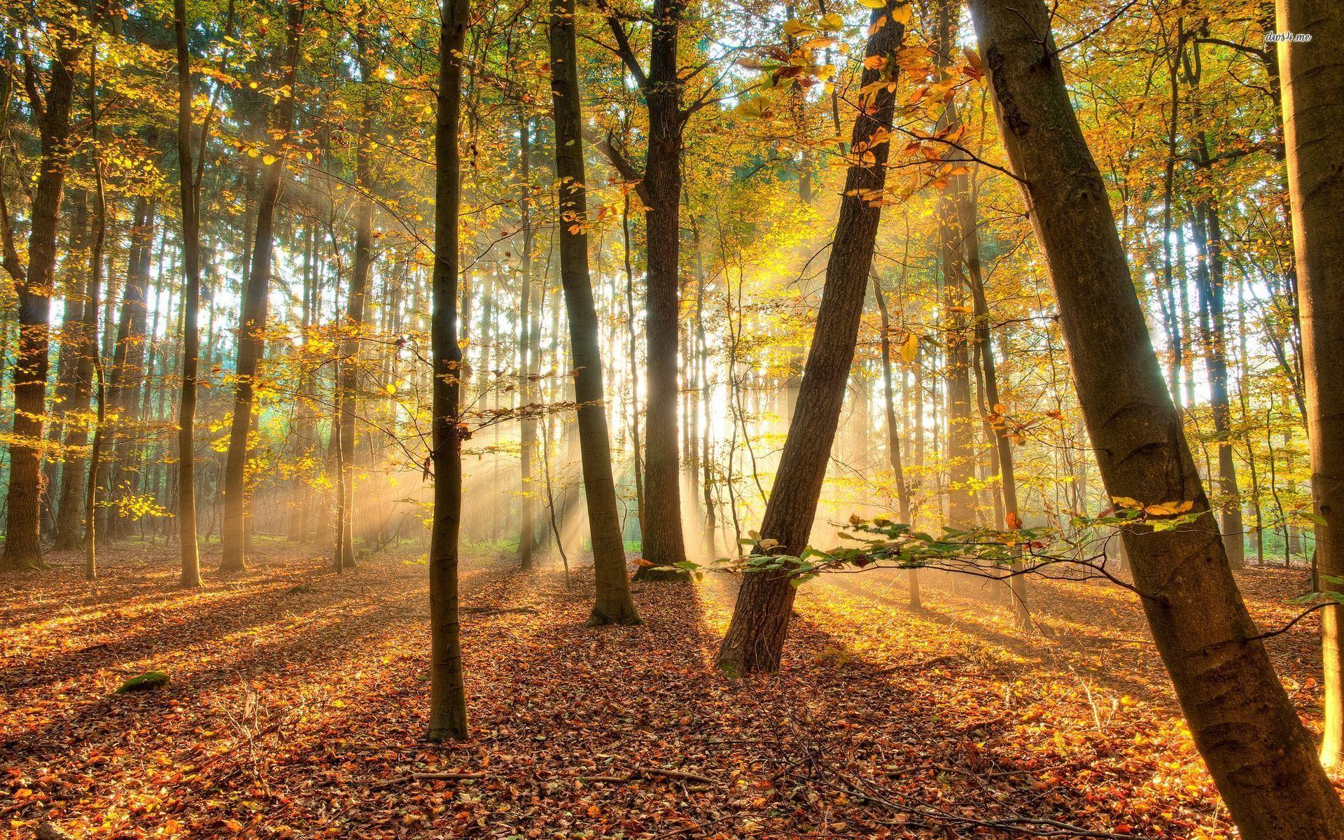 Sunlit autumn woods wallpaper wallpaper