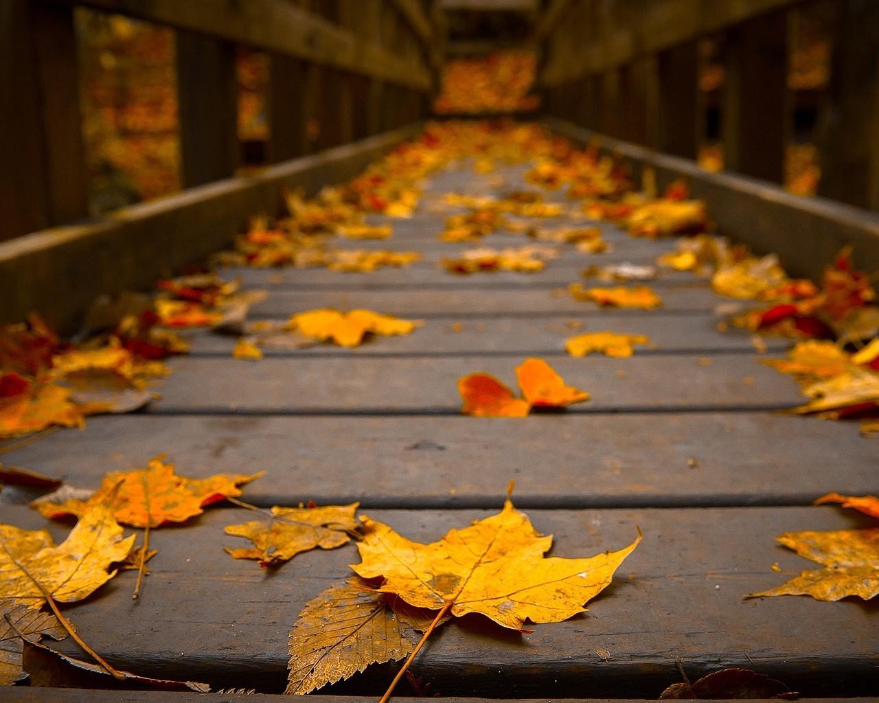 Woods Wooden Bridge Colors Peaceful View Autumn Wallpaper