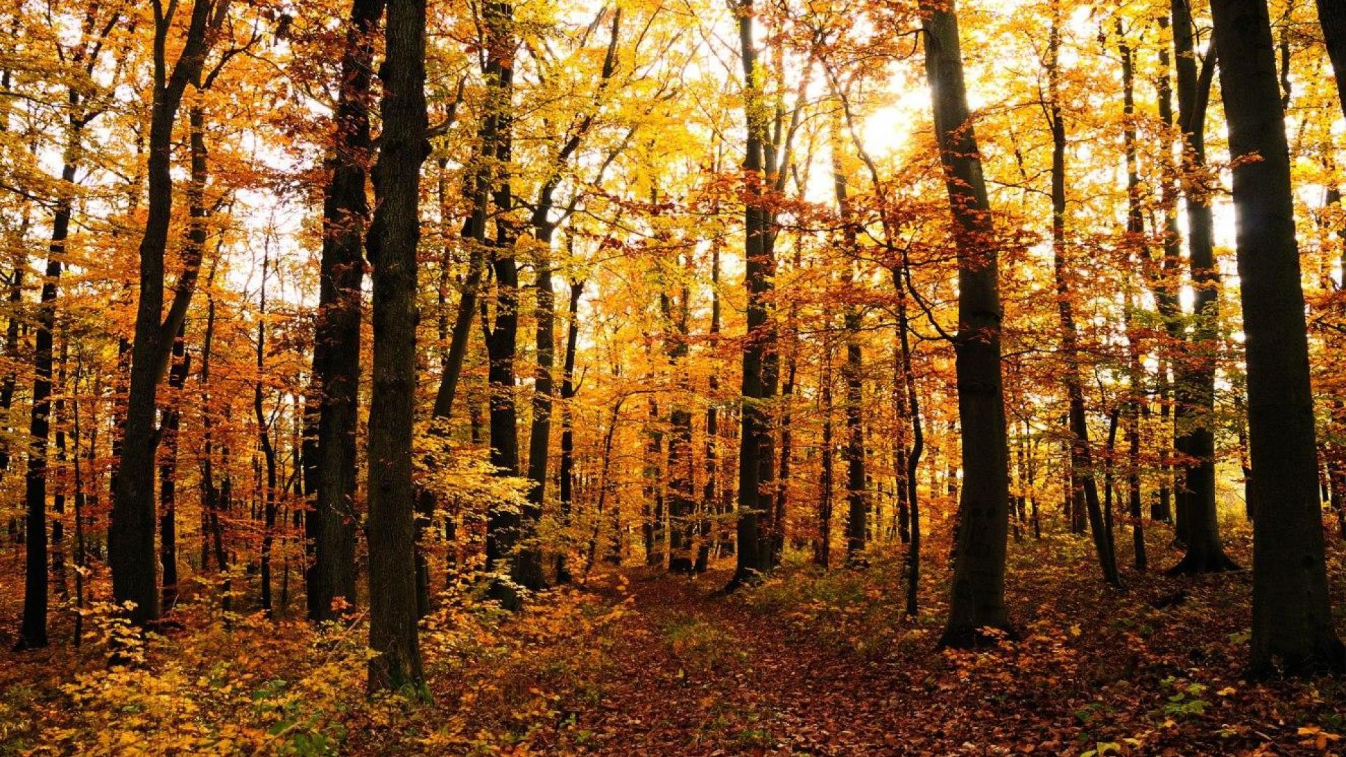 Woods Wallpaper, Creative Woods Wallpaper - #WP:XER342
