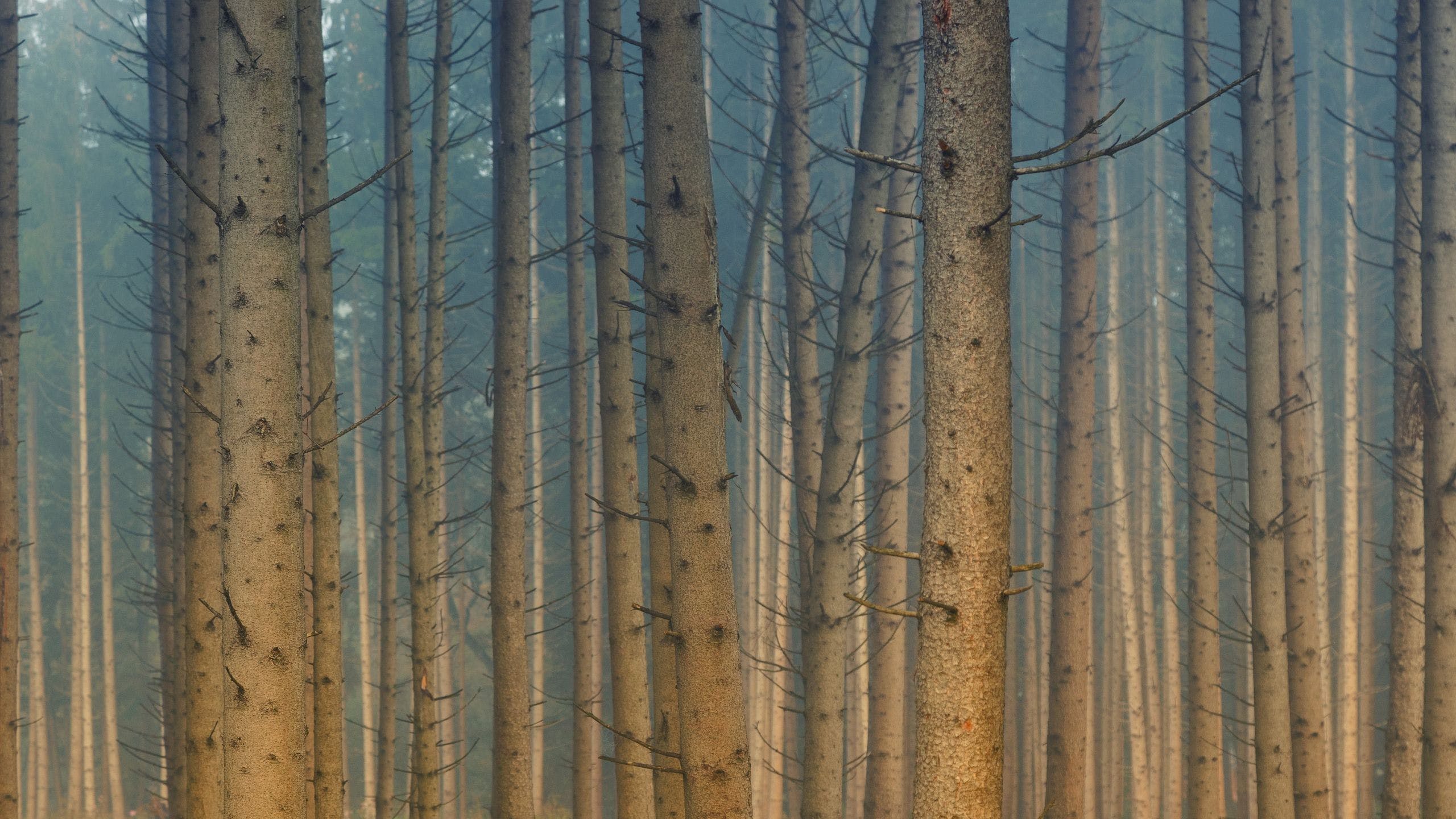 Download Autumn Forest Wallpaper