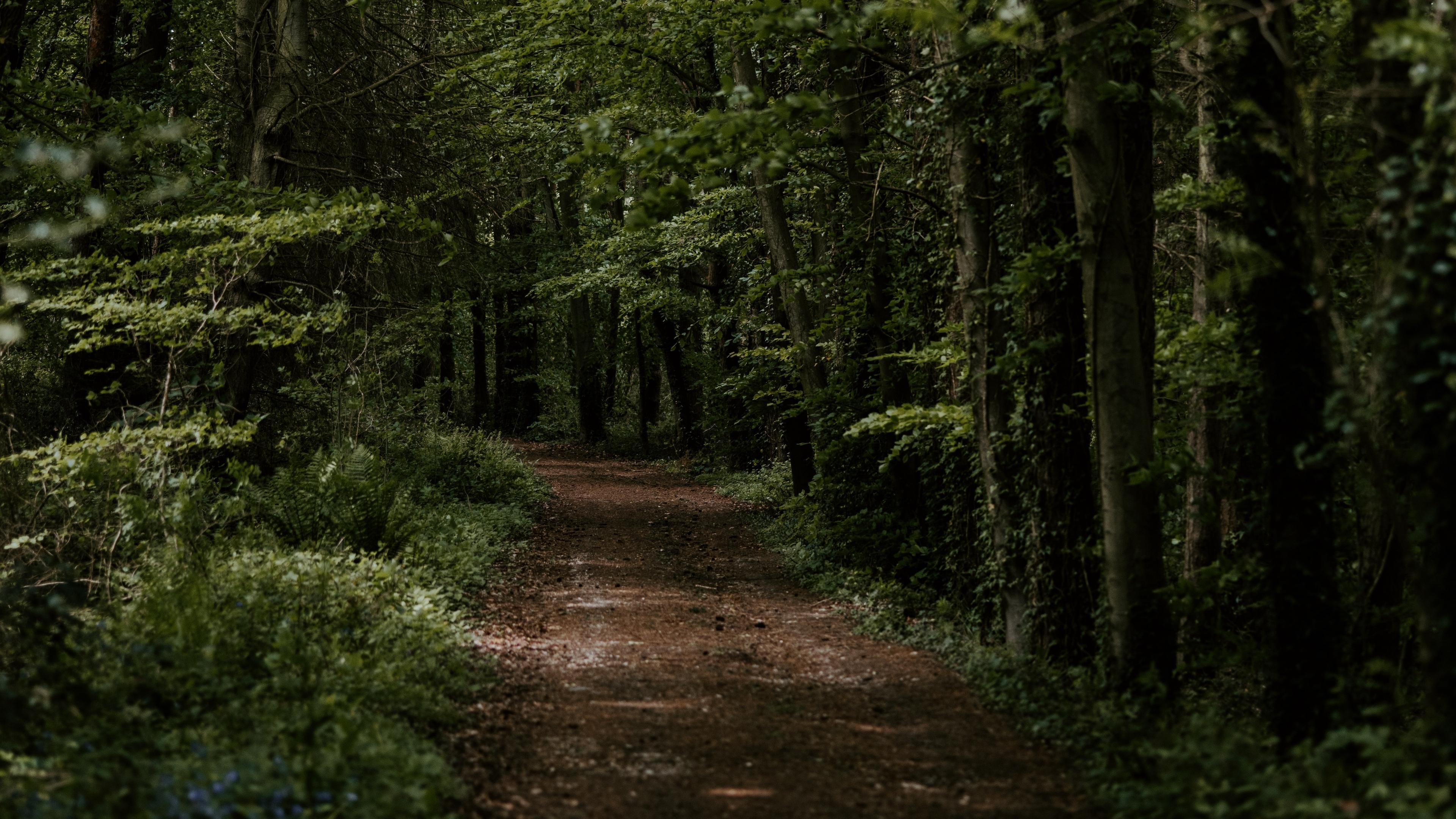Download wallpaper 3840x2160 forest, trees, trail, turn