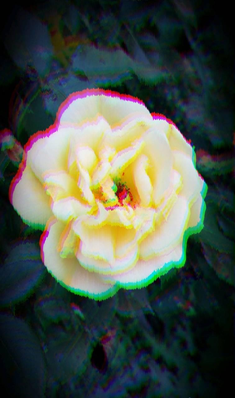 Glitchy Flower Wallpaper