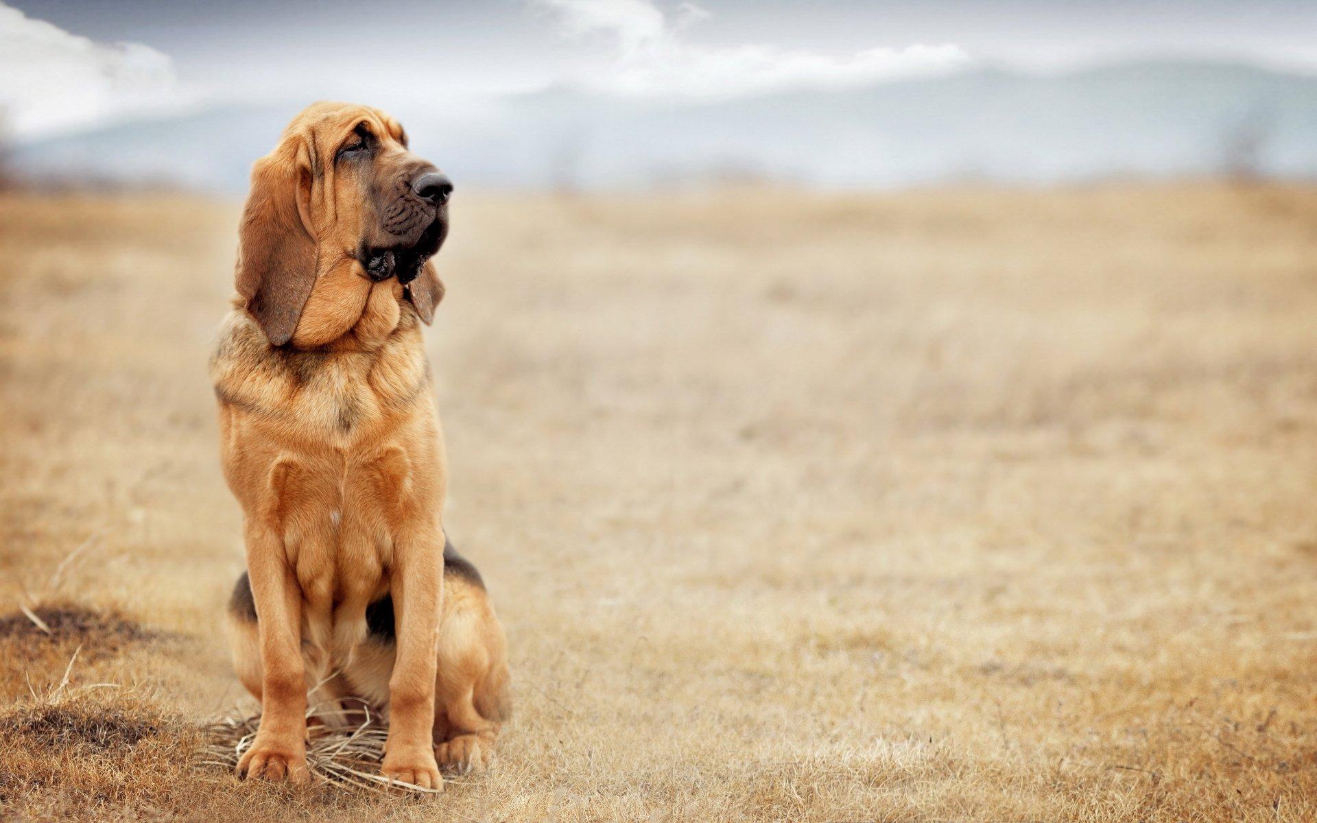 Bloodhound HD Wallpaper and Background Image