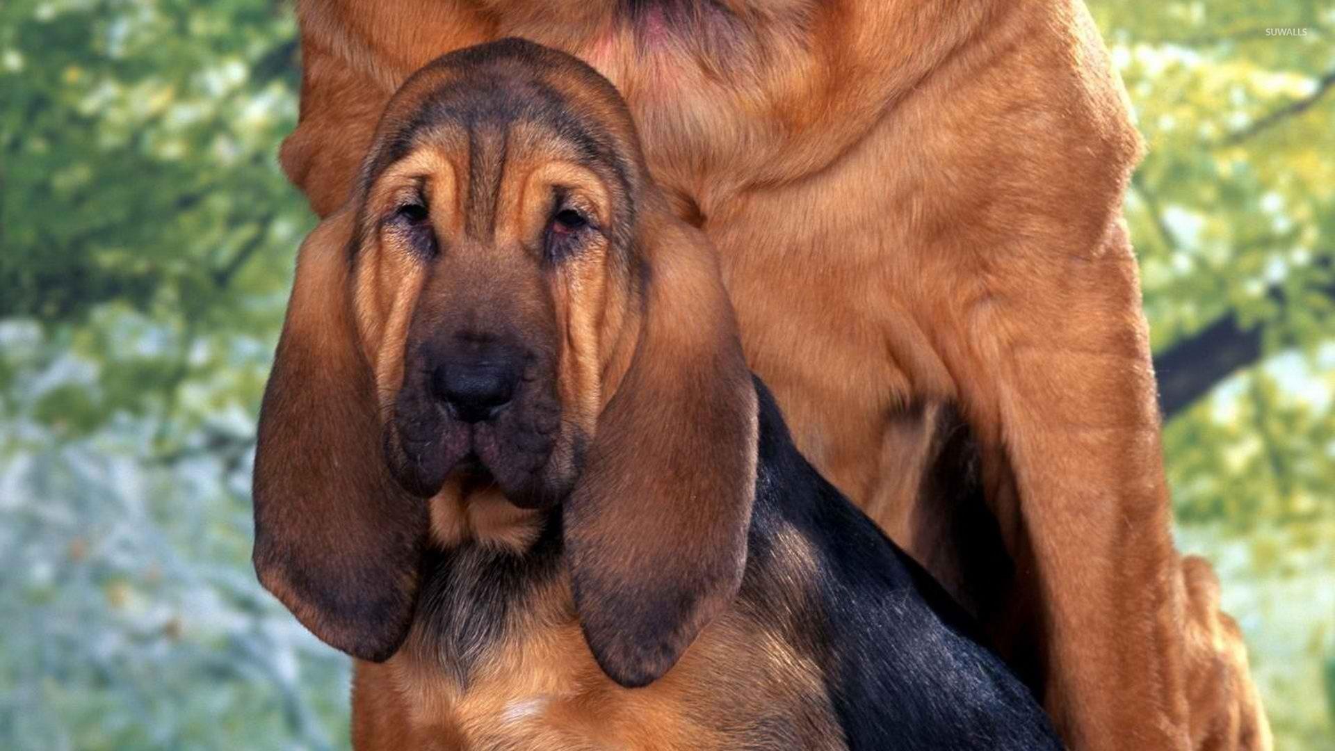 Bloodhound [2] wallpaper wallpaper