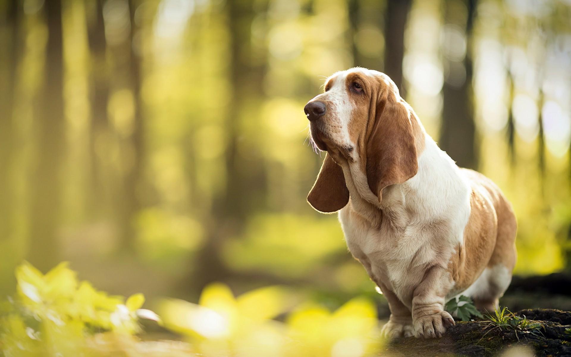 Hound Dog Background. Funny Dog