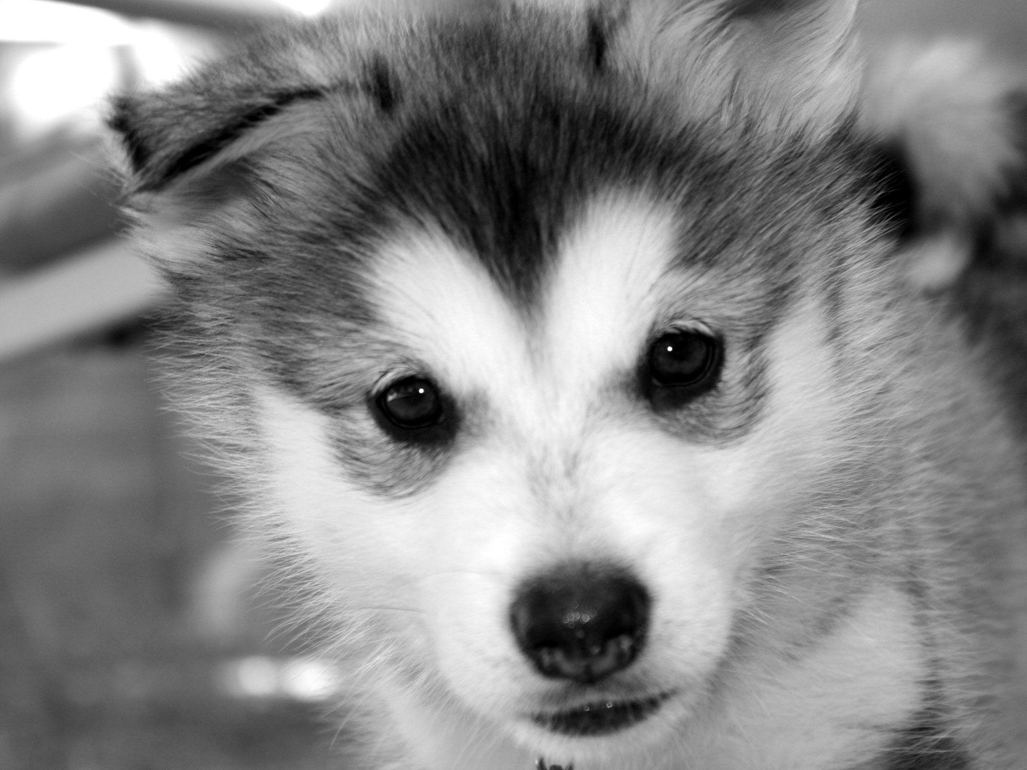 Cute Baby Siberian Husky Wallpaper Background. Baby siberian husky, Husky puppy, Puppy picture