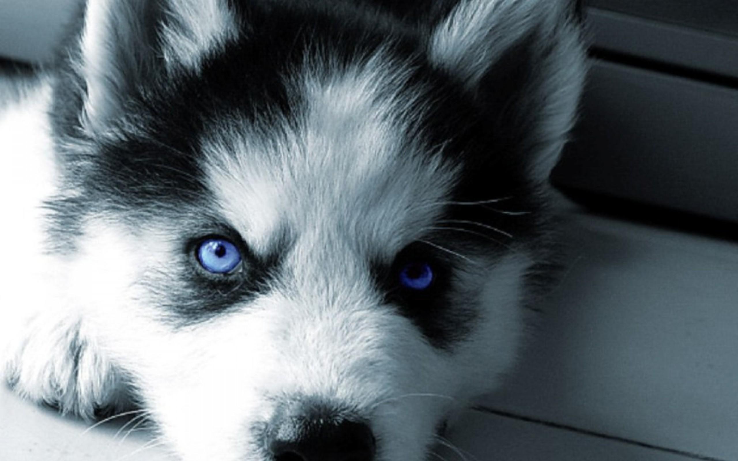 Husky Wallpaper