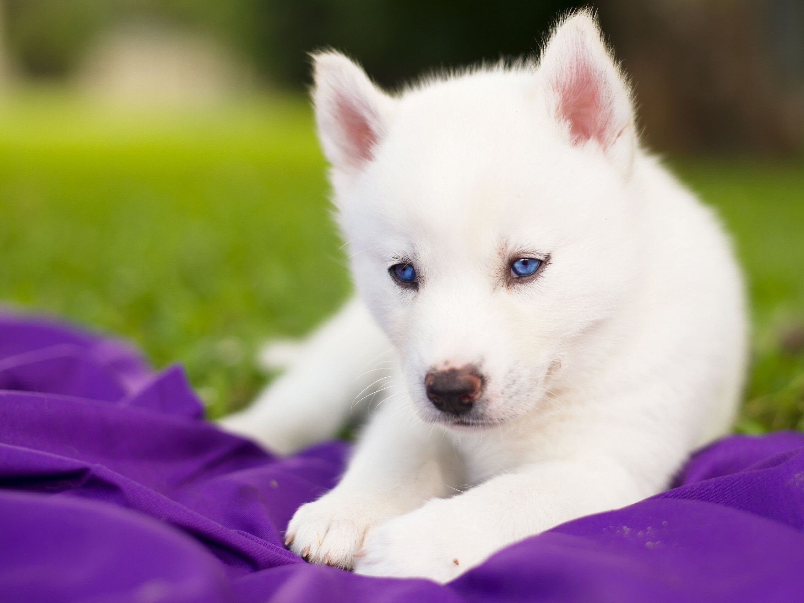 Most Popular Image Of Baby Huskies FULL HD 1080p For PC