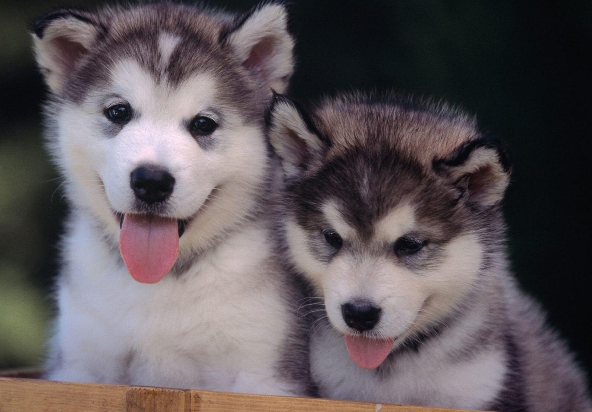 Two Huskies Wallpaper HD / Desktop and Mobile Background