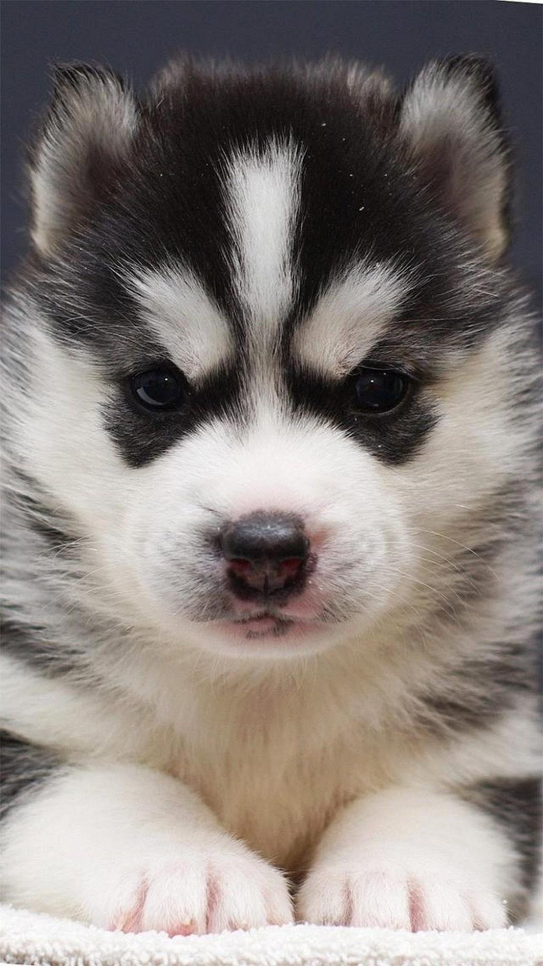 Husky Puppy Wallpaper For iPhone
