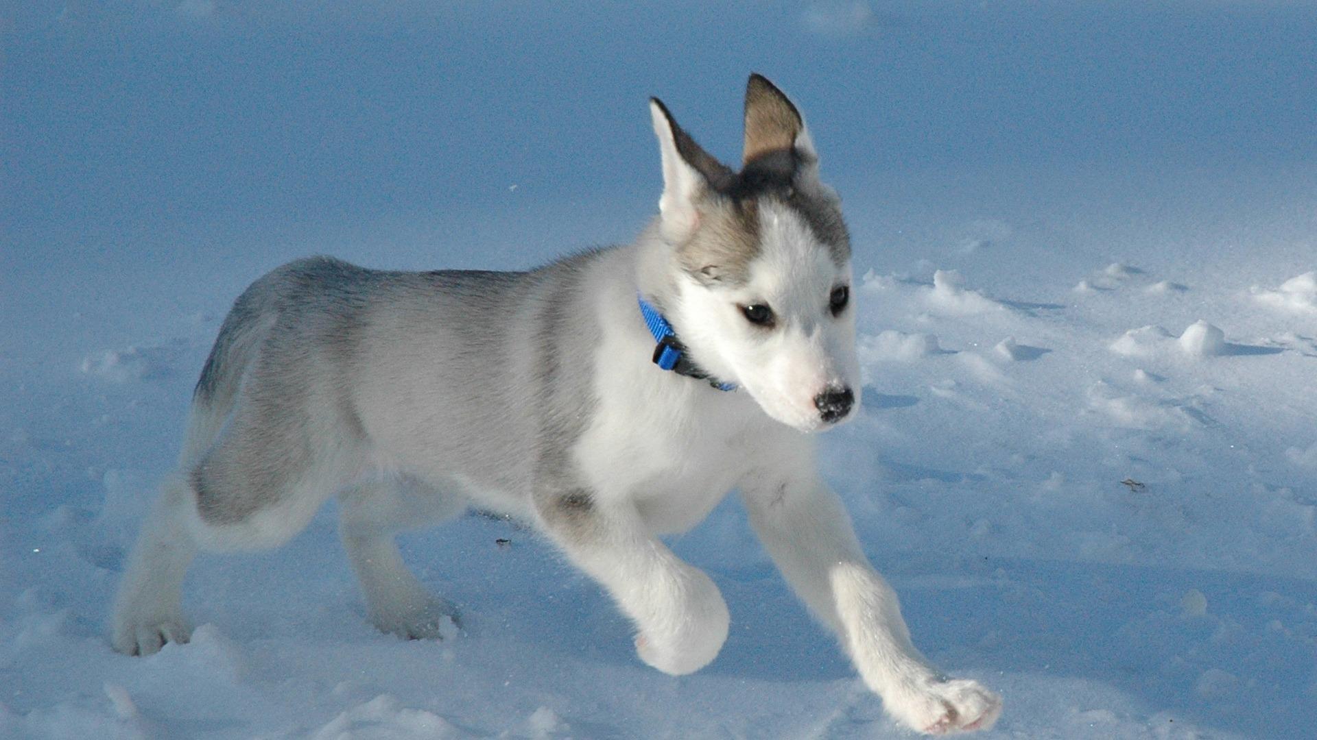 Baby Husky Wallpaper Group , Download for free