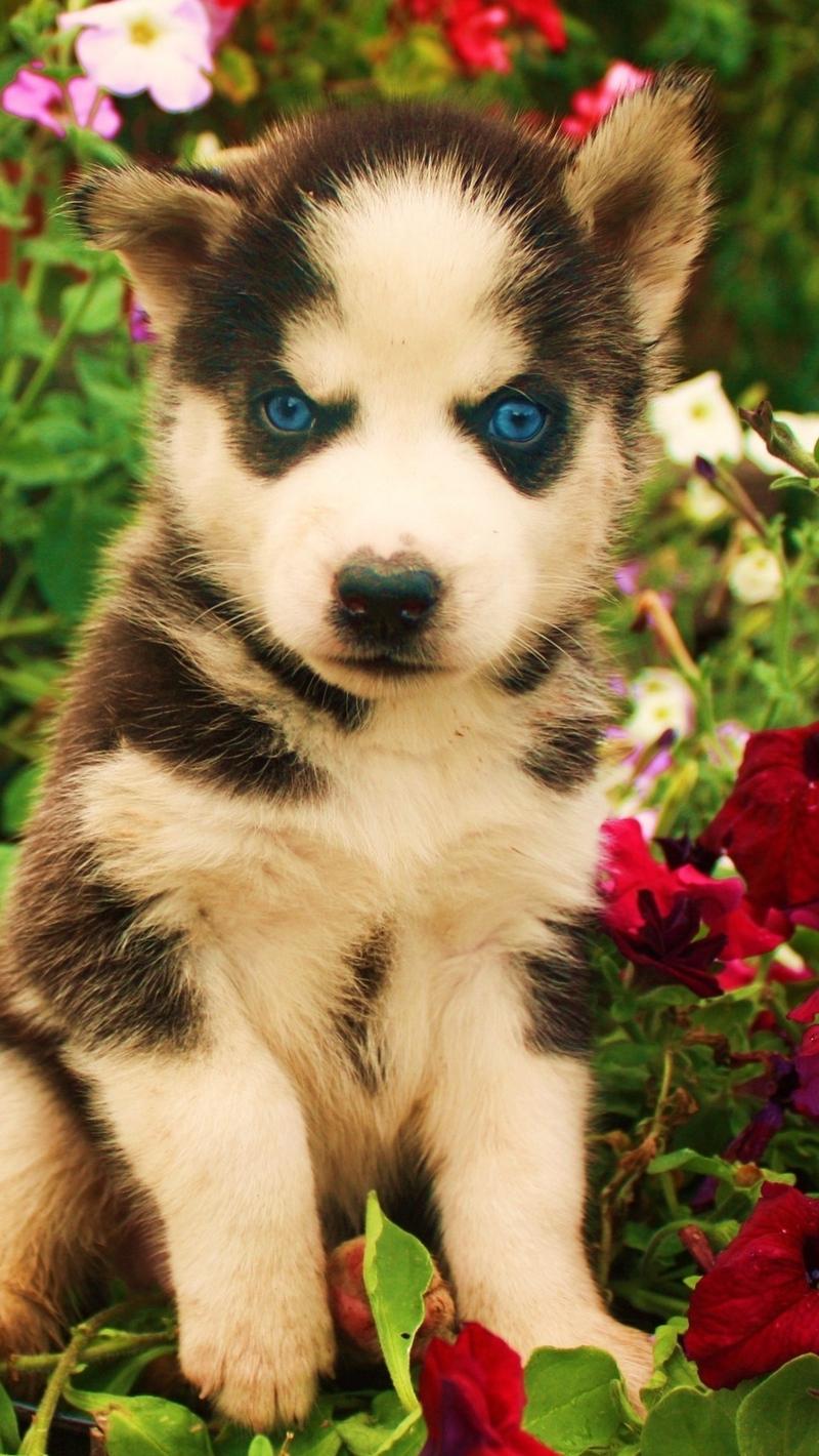 Download wallpaper 800x1420 dogs, husky, face, flowers, baby