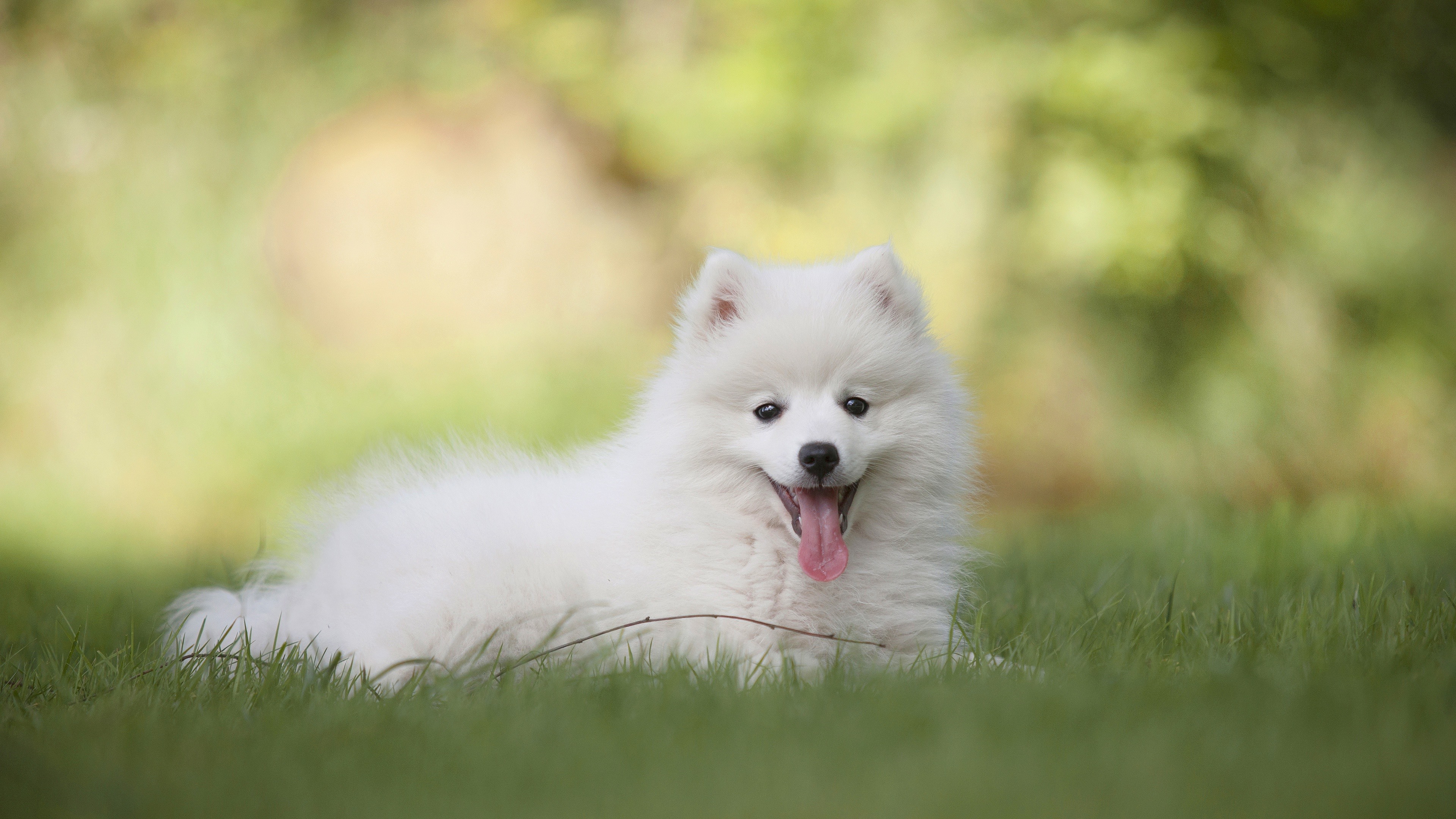 Wallpaper White spitz dog, grass 3840x2160 UHD 4K Picture, Image
