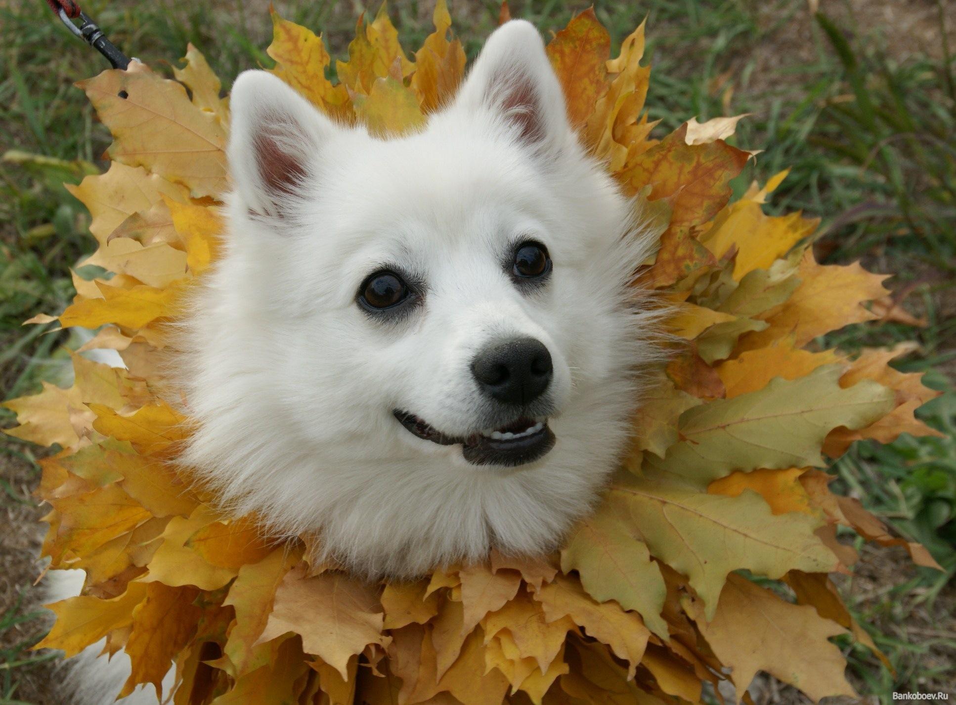Japanese Spitz in autumn plumage wallpaper and image