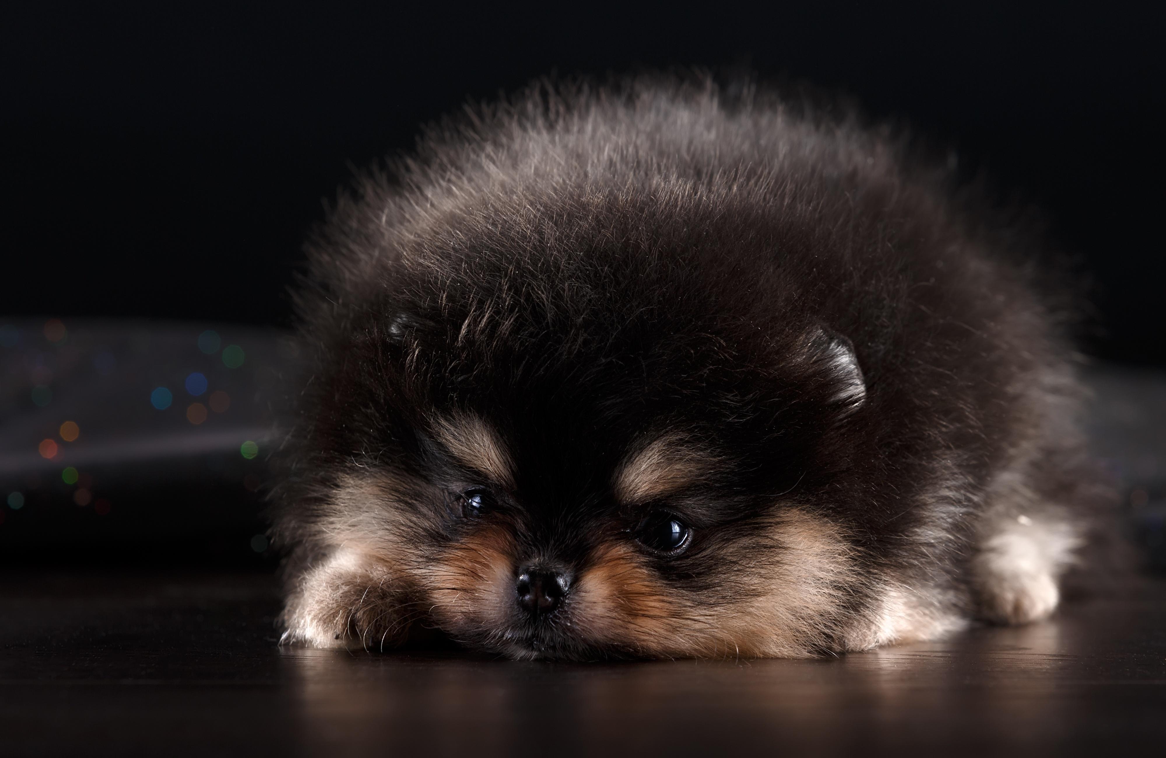 are german spitz puppies lazy