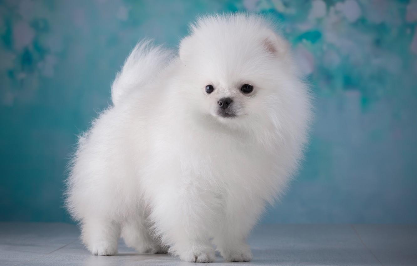 Wallpaper white, fluffy, puppy, Spitz image for desktop
