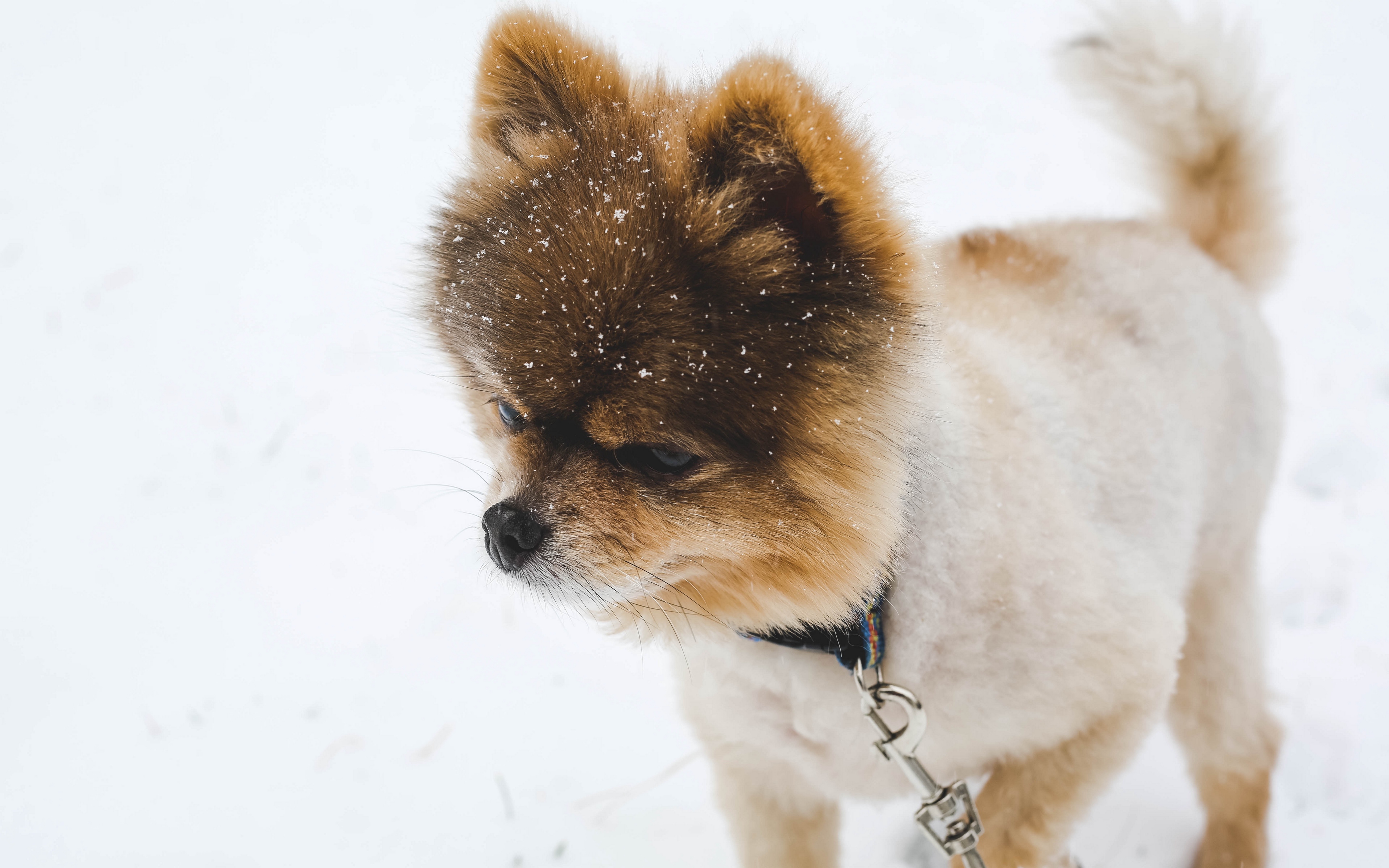 Download wallpaper 3840x2400 pomeranian, pom pom, spitz