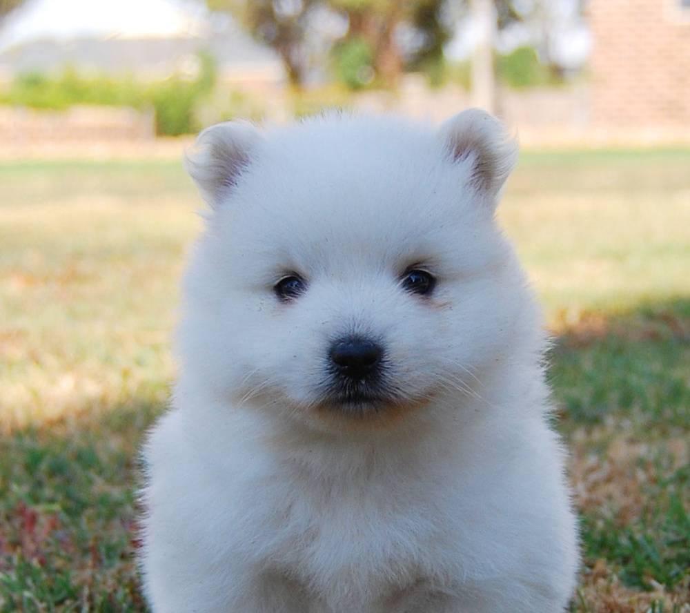 Japanese Spitz Pup Wallpaper