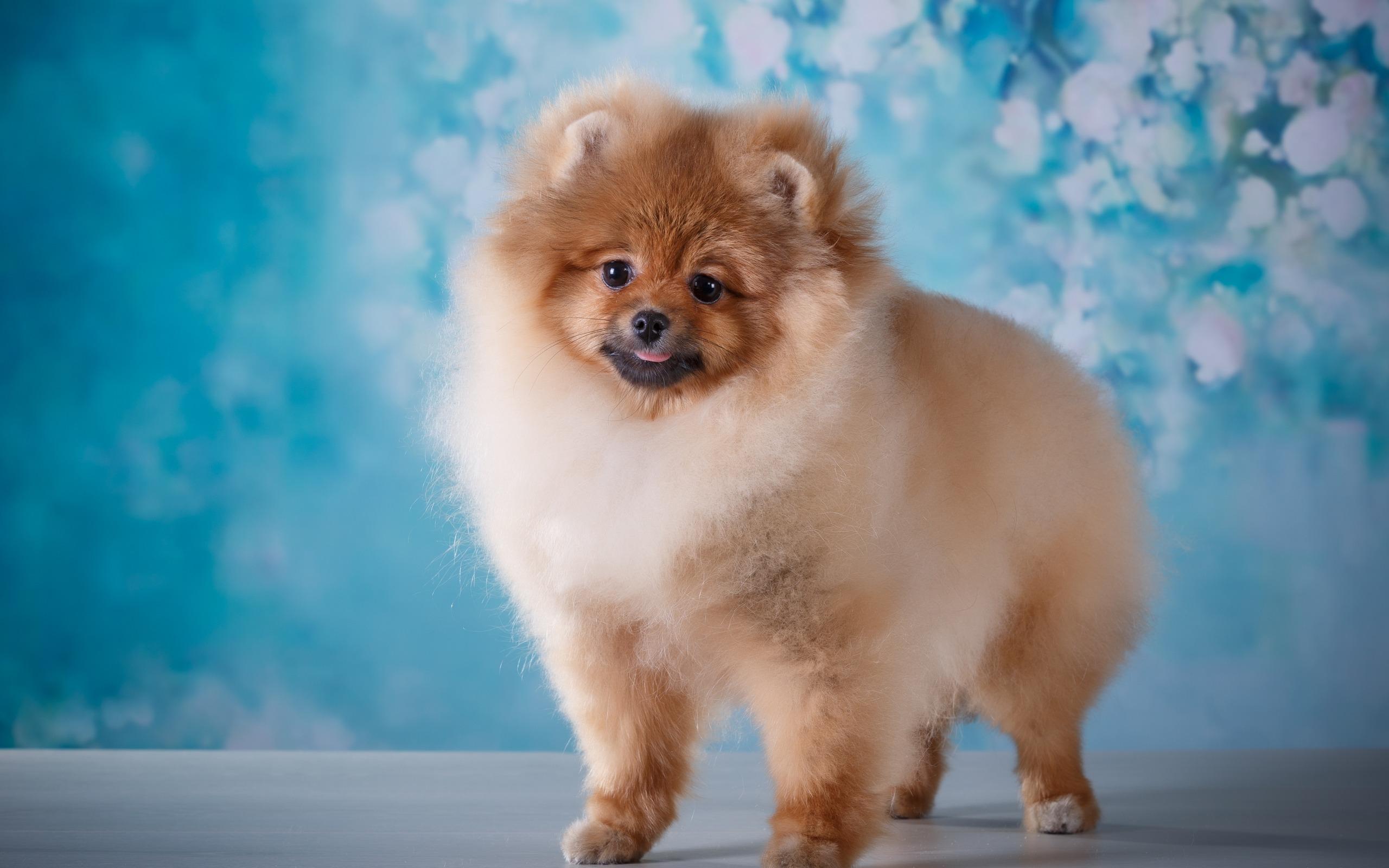Download wallpaper Pomeranian Spitz, pets, fluffy little