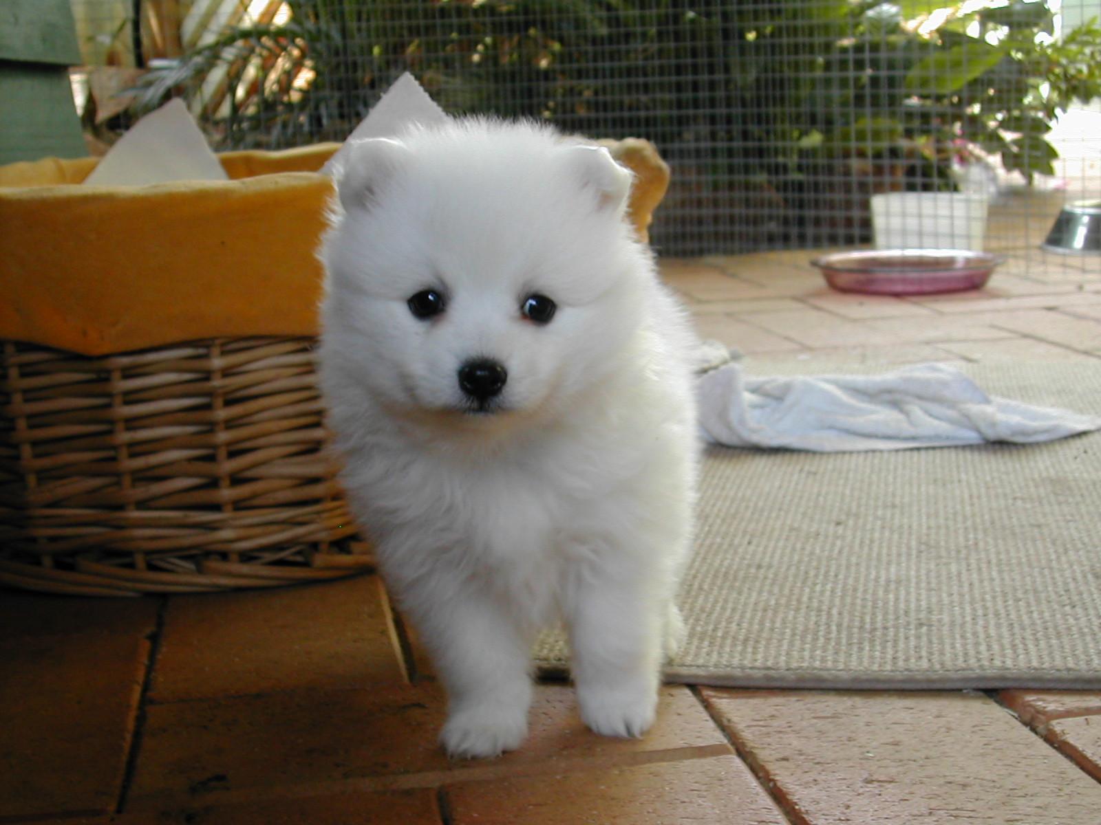 Japanese Spitz puppy photo and wallpaper. Beautiful Japanese