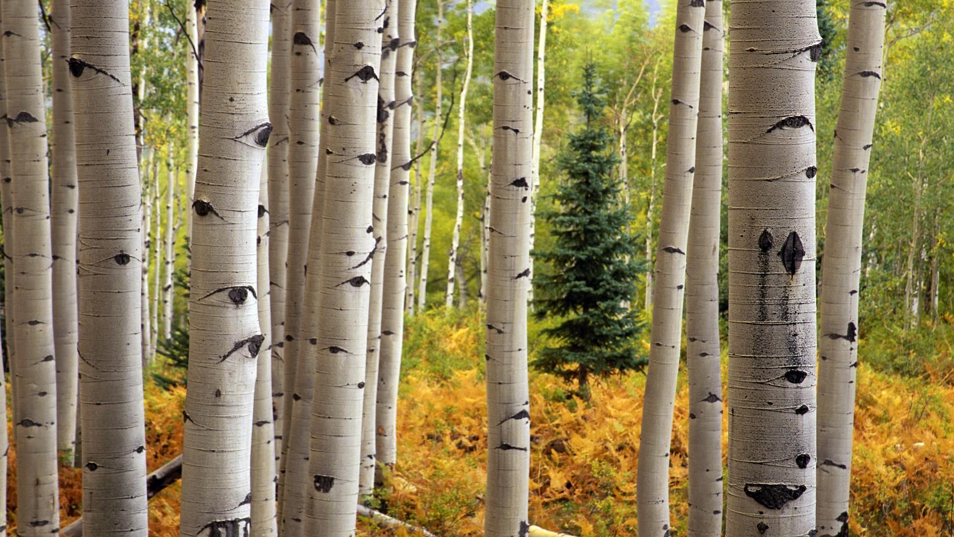 Aspen Tree Wallpaper