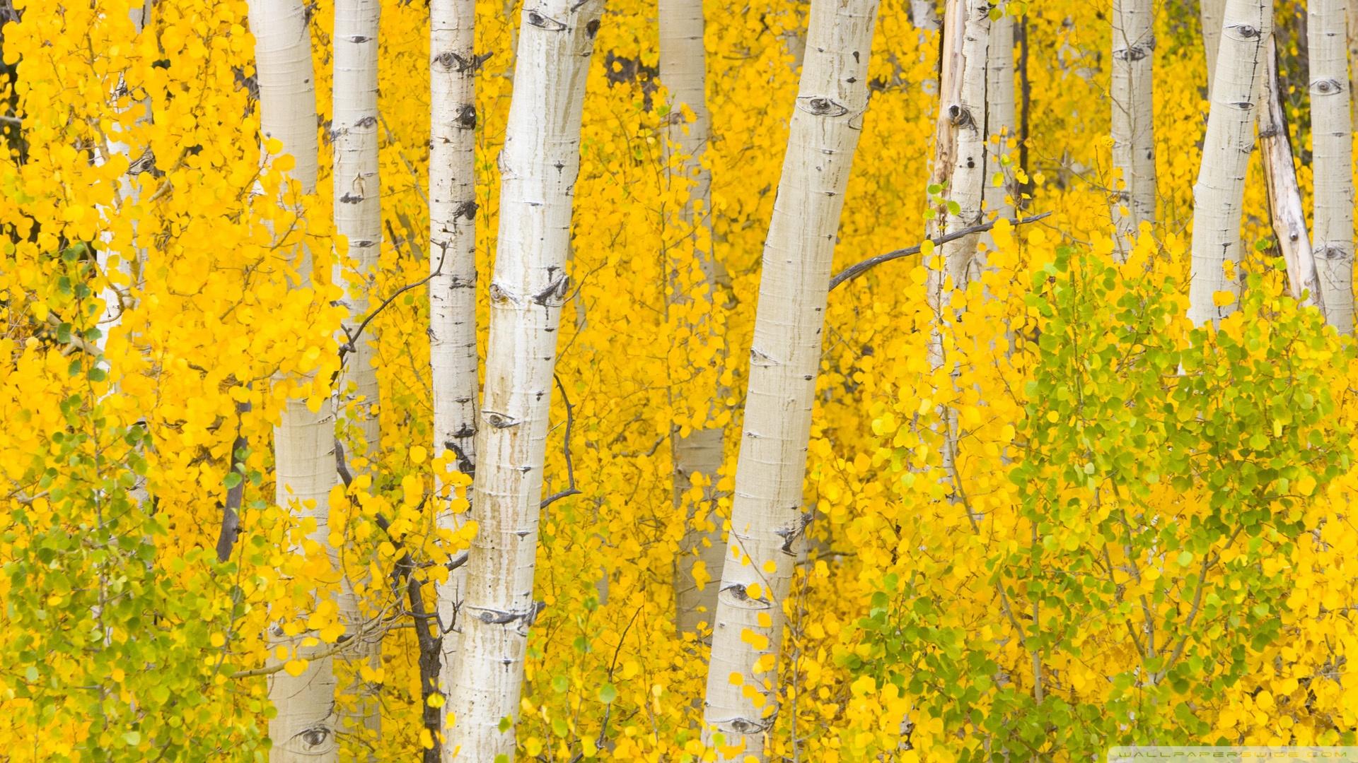 Golden Aspens, Rocky Mountains, Colorado ❤ 4K HD Desktop