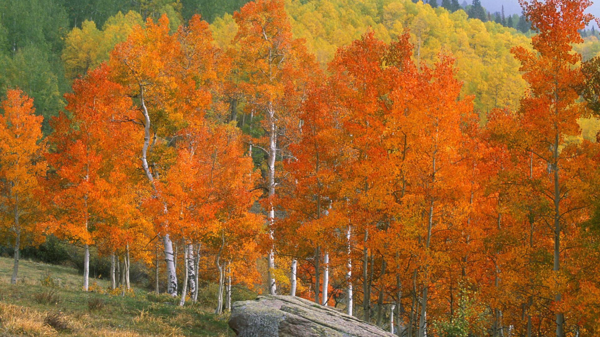 Free download background colorado creek background aspens