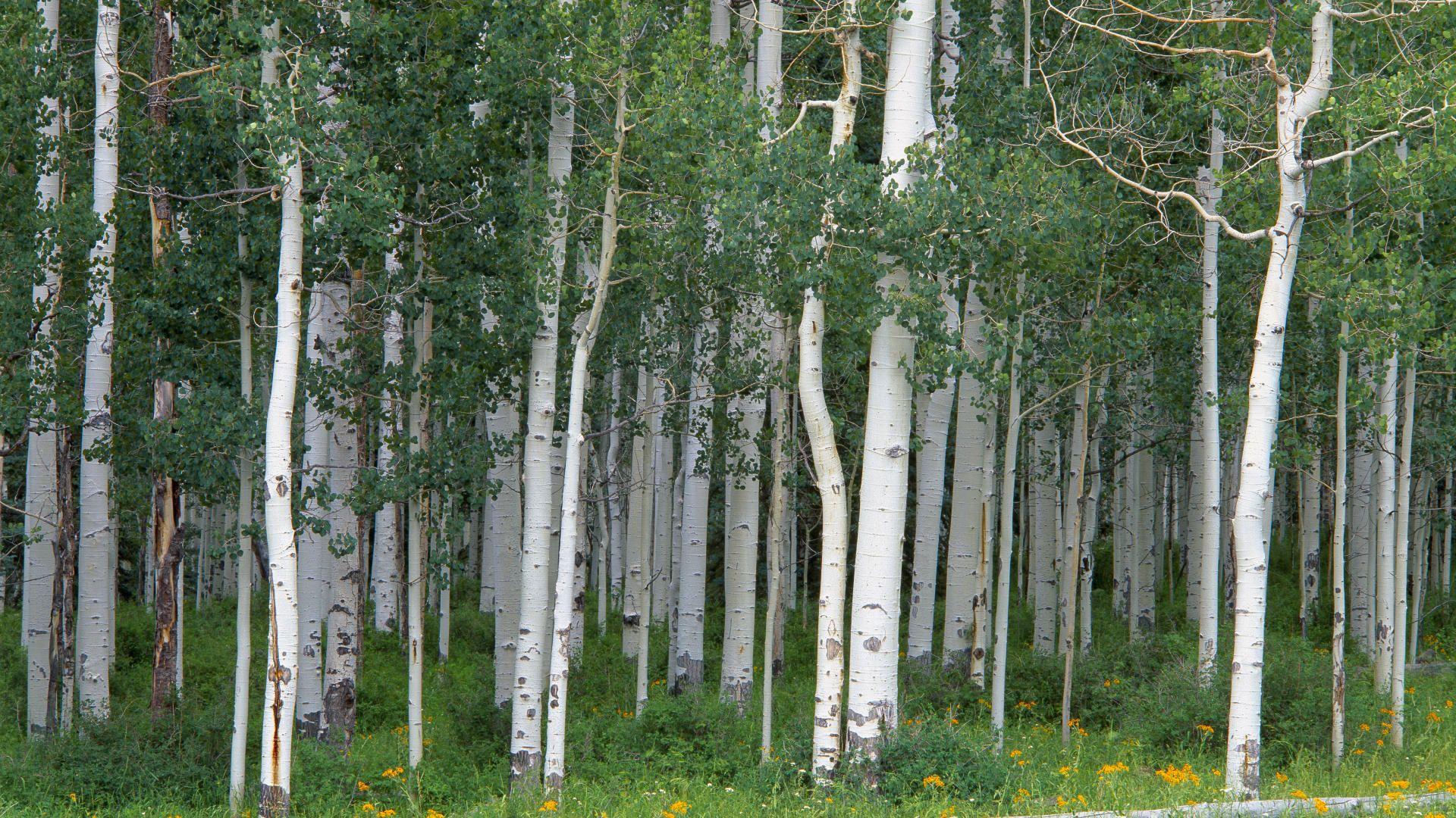 Aspens Wallpapers - Wallpaper Cave