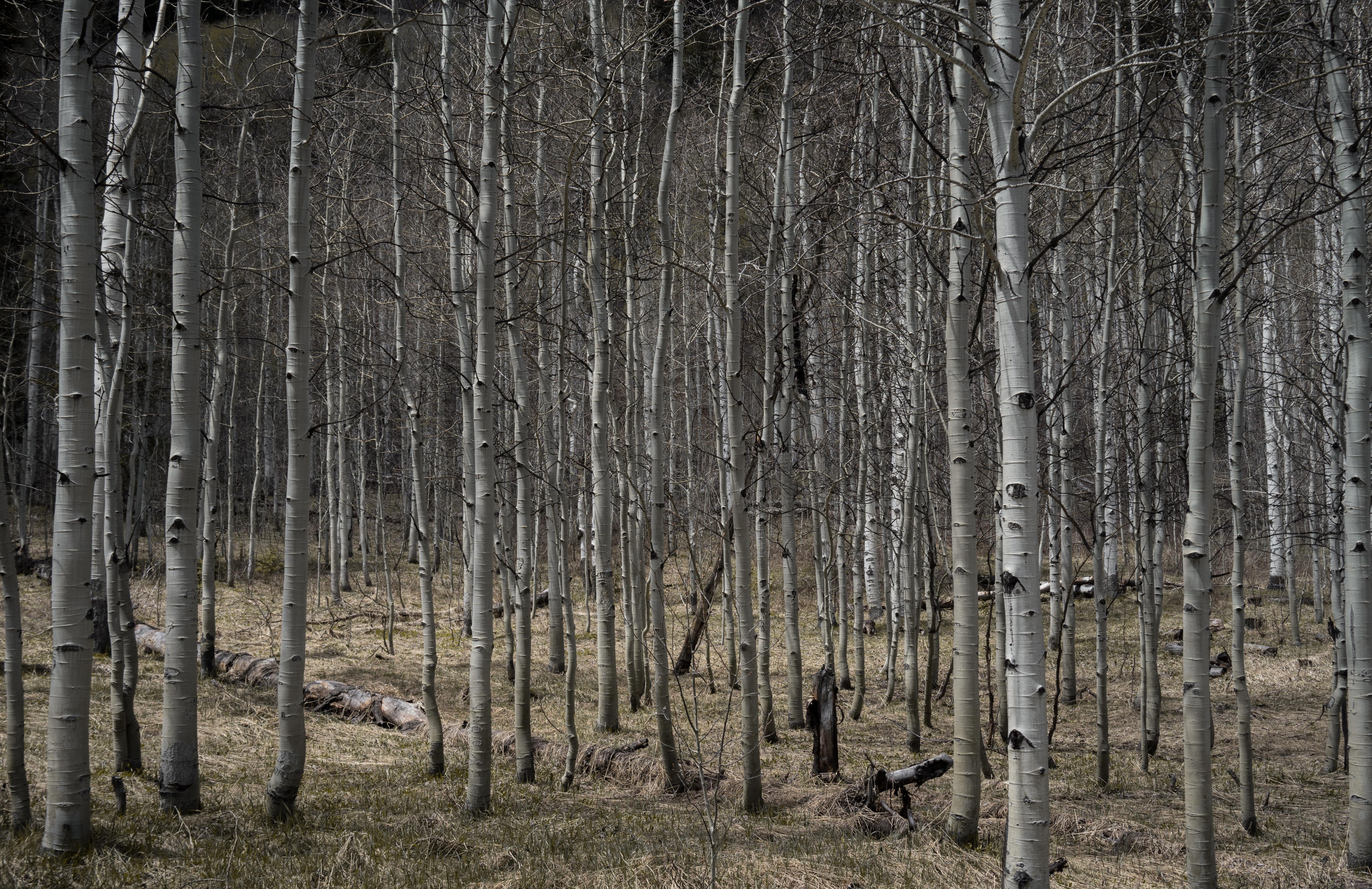 aspens 4K wallpaper for your desktop or mobile screen free