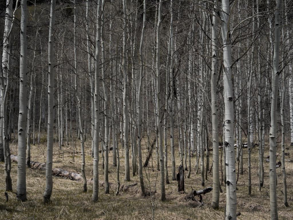 aspens 4K wallpaper for your desktop or mobile screen free