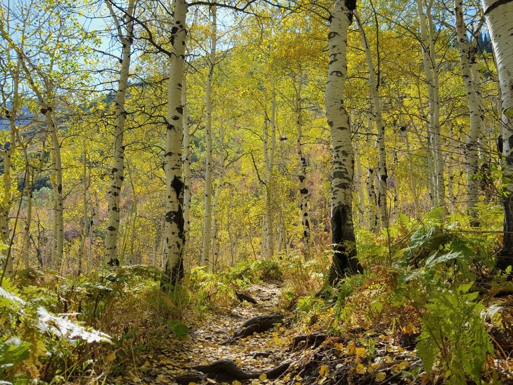 aspens 4K wallpaper for your desktop or mobile screen free