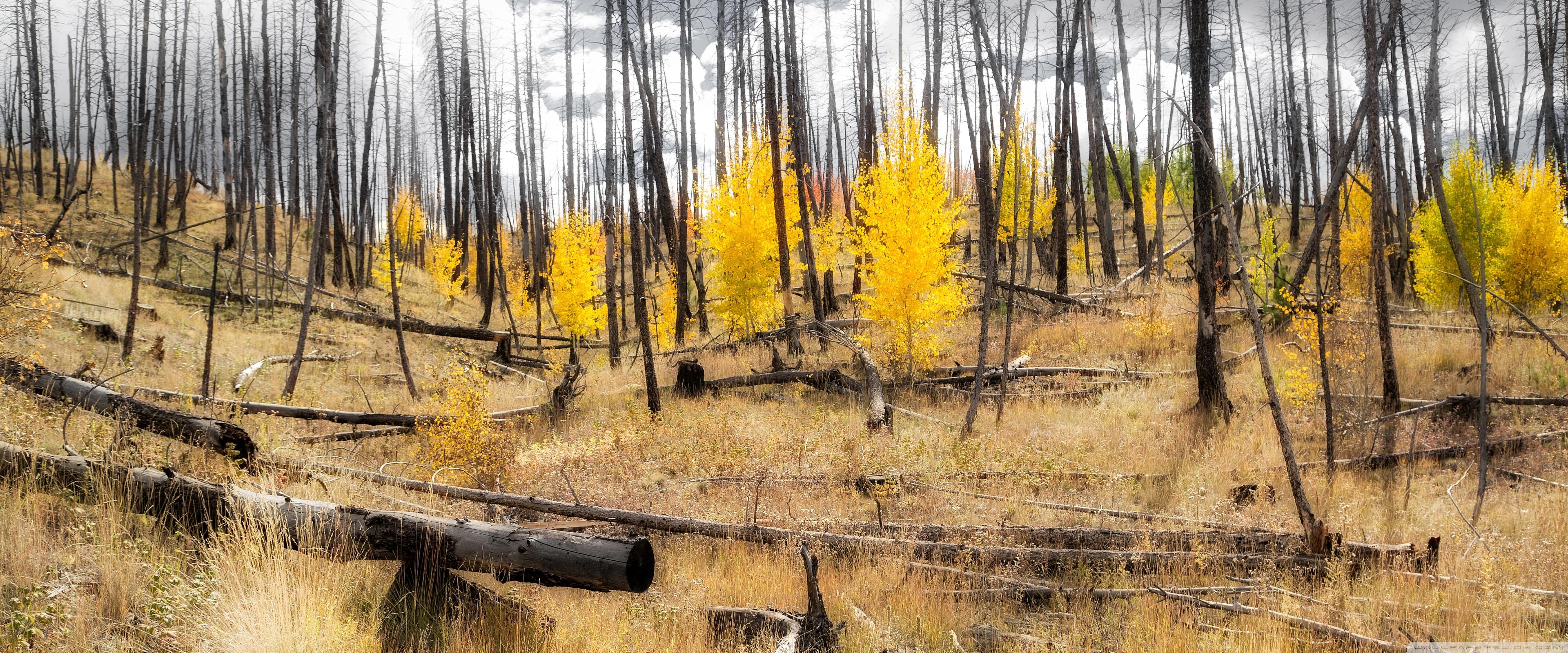 Aspen Forest Recovery ❤ 4K HD Desktop Wallpaper for 4K