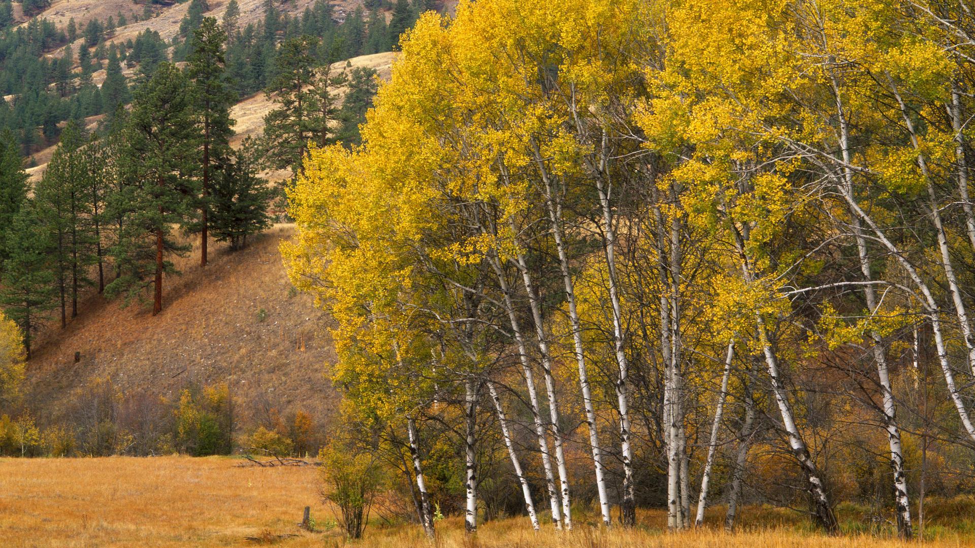 Aspen Wallpaper