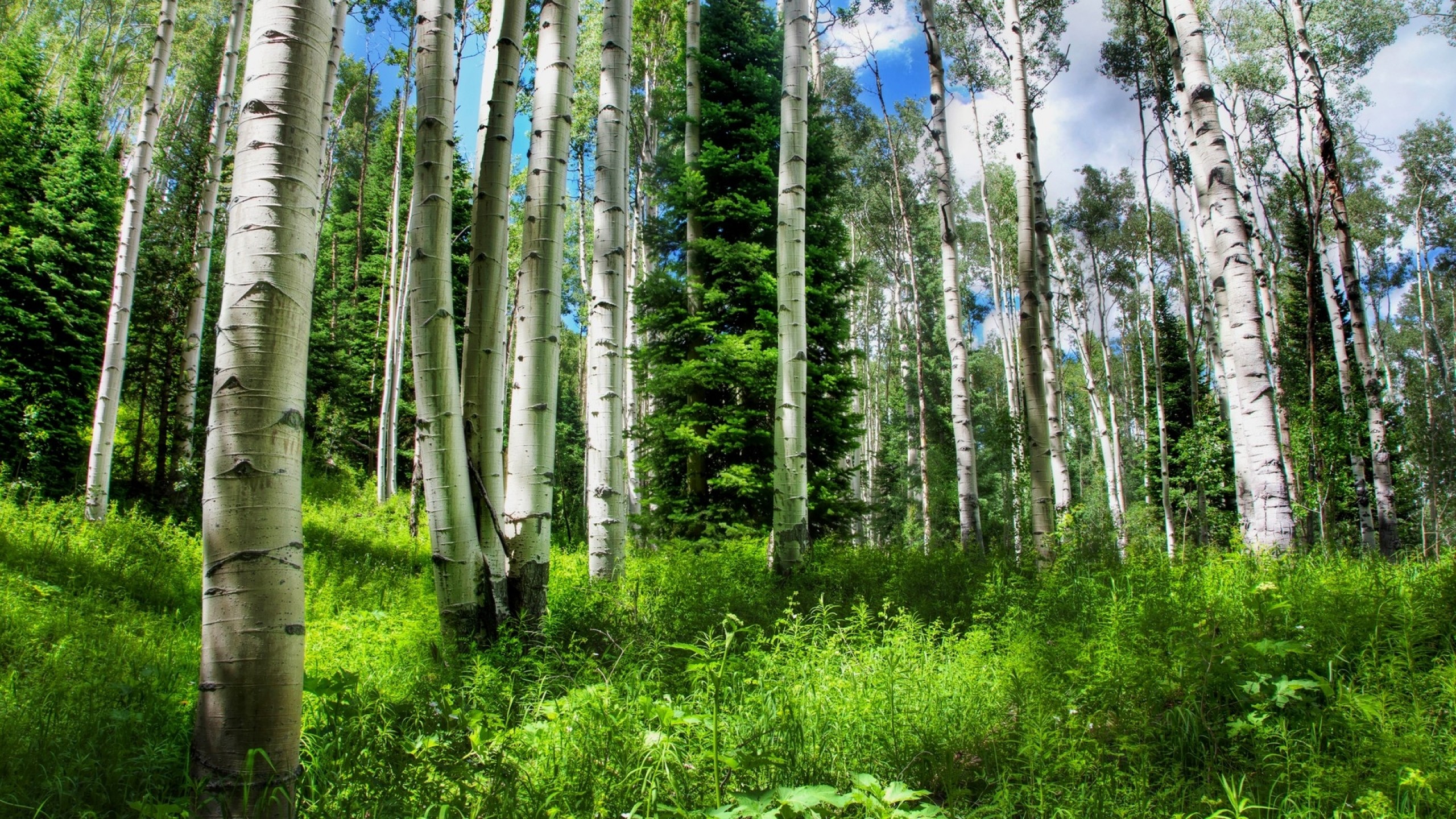 Aspen Tree Wallpaper